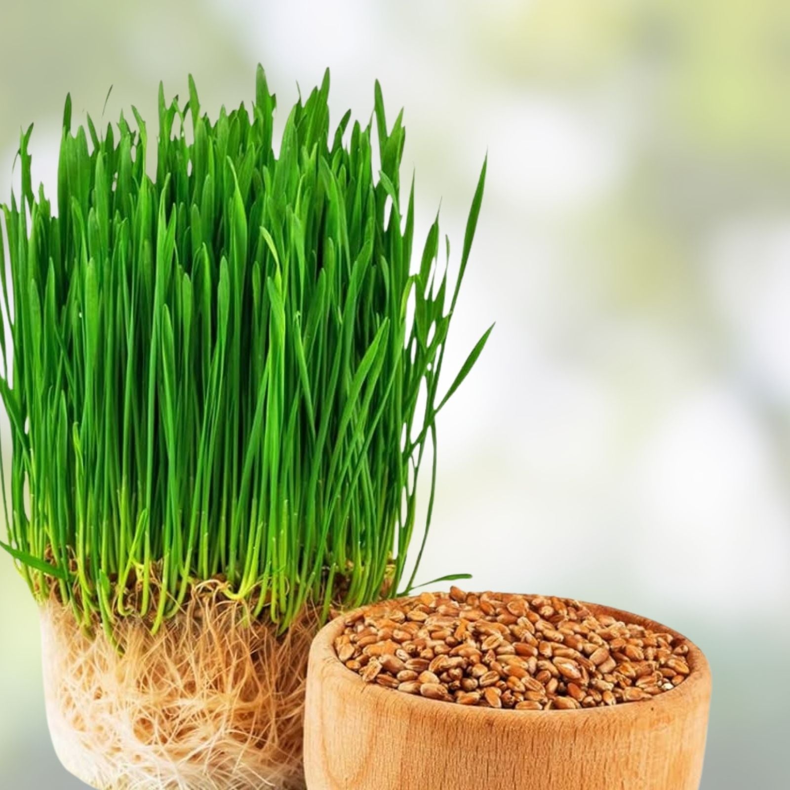 Wheatgrass Sprout Seeds 500 Count – Organic, Non-GMO, Easy to Grow, Triticum aestivum