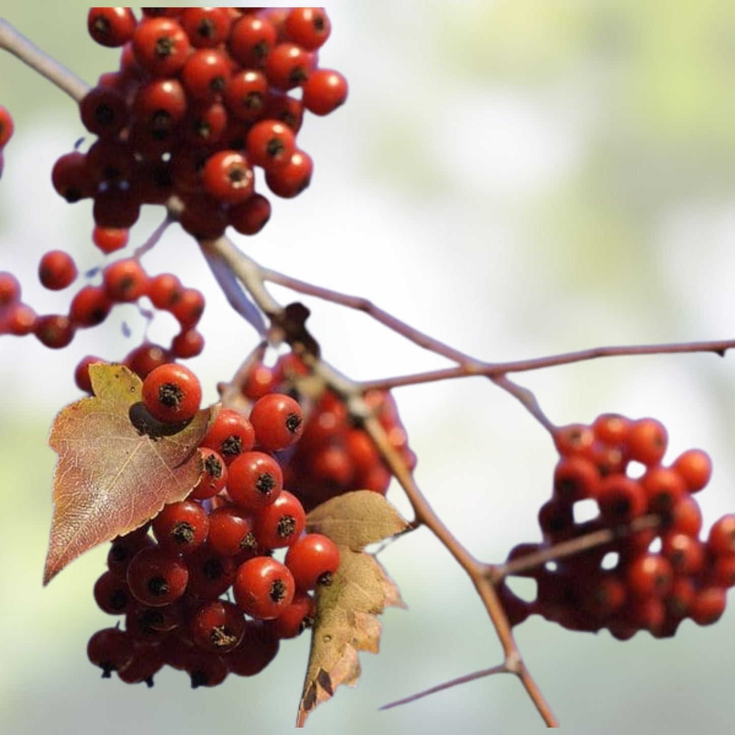 Washington Hawthorn Tree Live Plants – 18-24 Inches, Set of 2, Crataegus phaenopyrum, Bare Root, Hardy for Zones 5-9