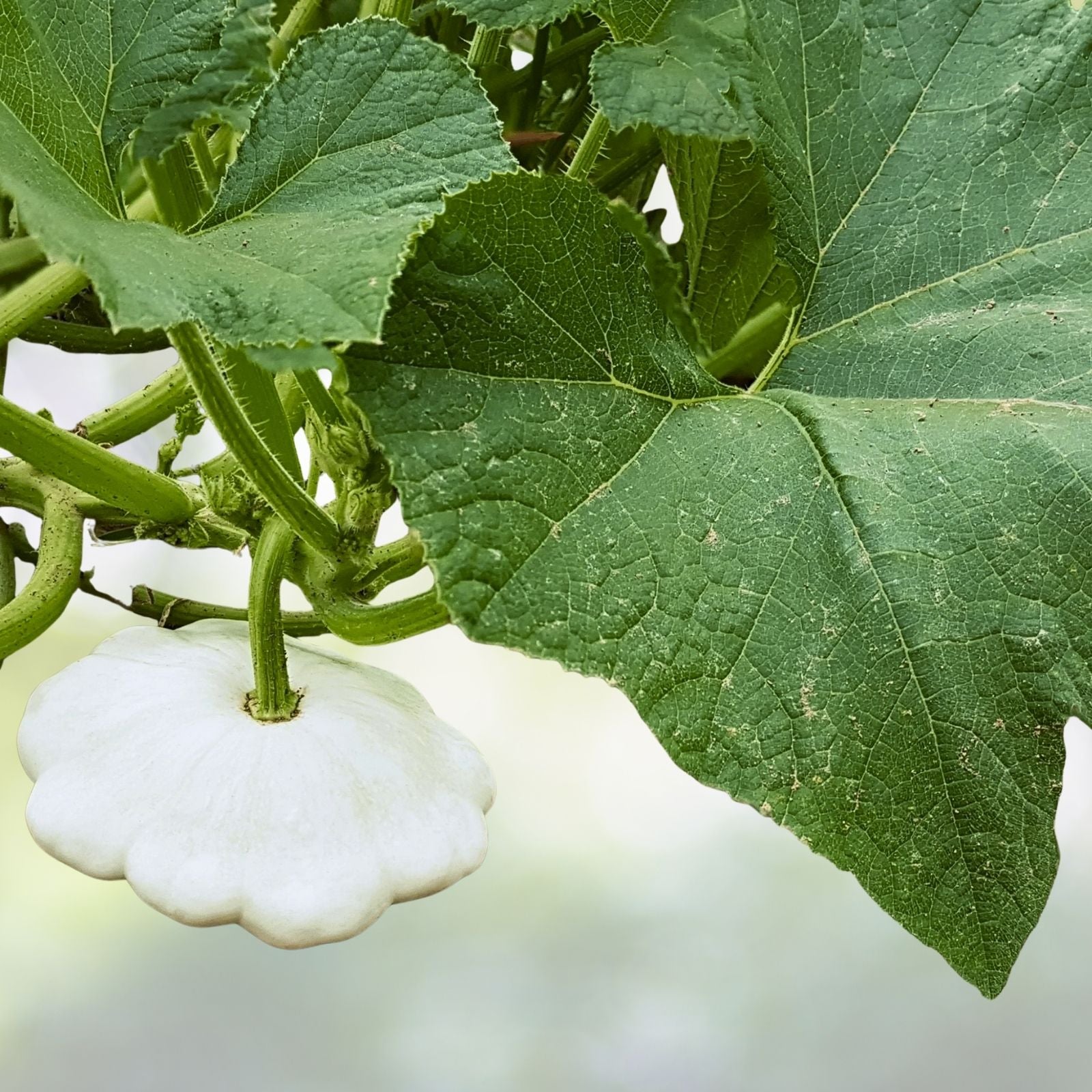 Bennings Green Tint Summer Squash Seeds | Non-GMO Heirloom Vegetable Seeds | Cucurbita pepo