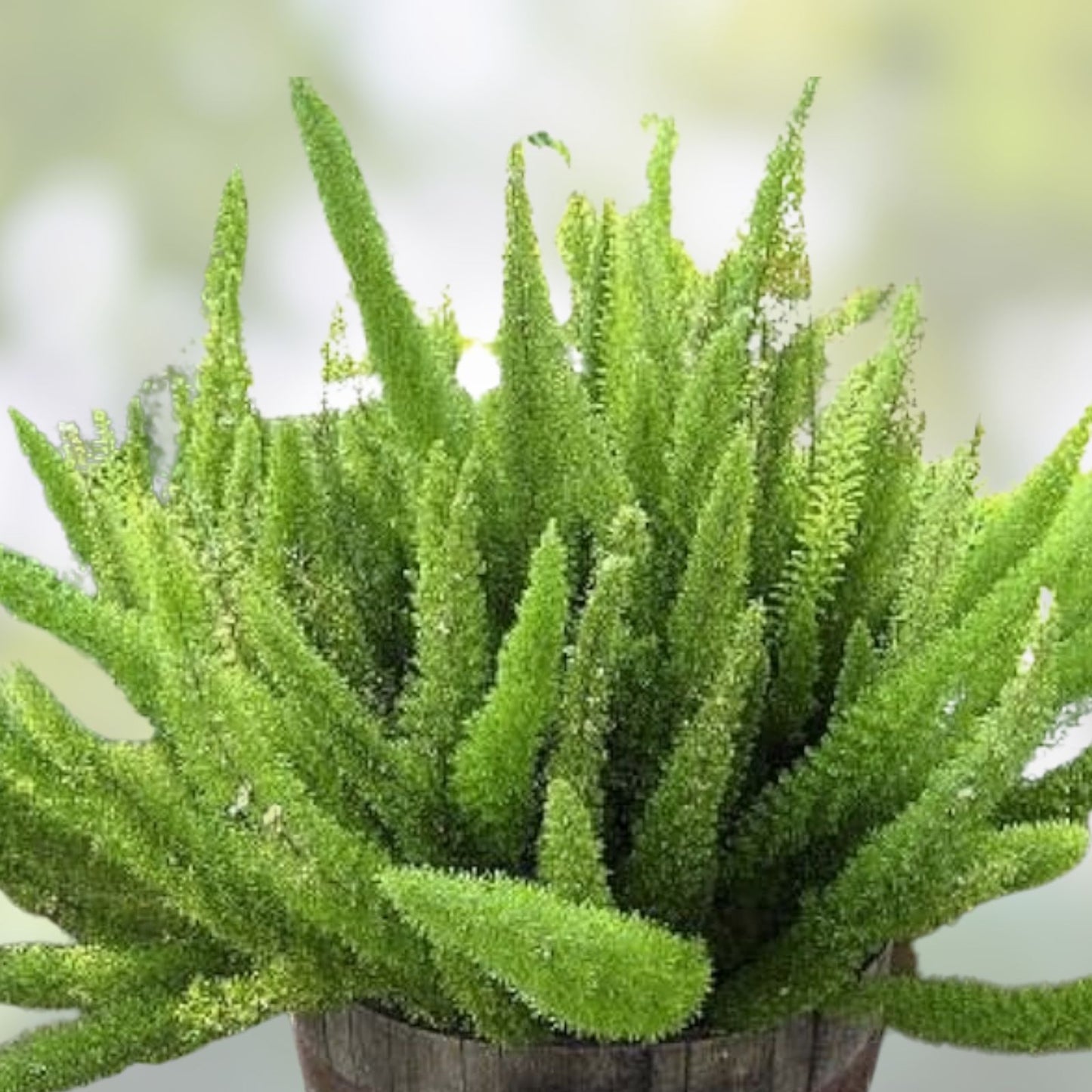 Asparagus Fern Seeds 6 Pack - Asparagus densiflorus Meyeri Indoor Houseplant Starter Seeds