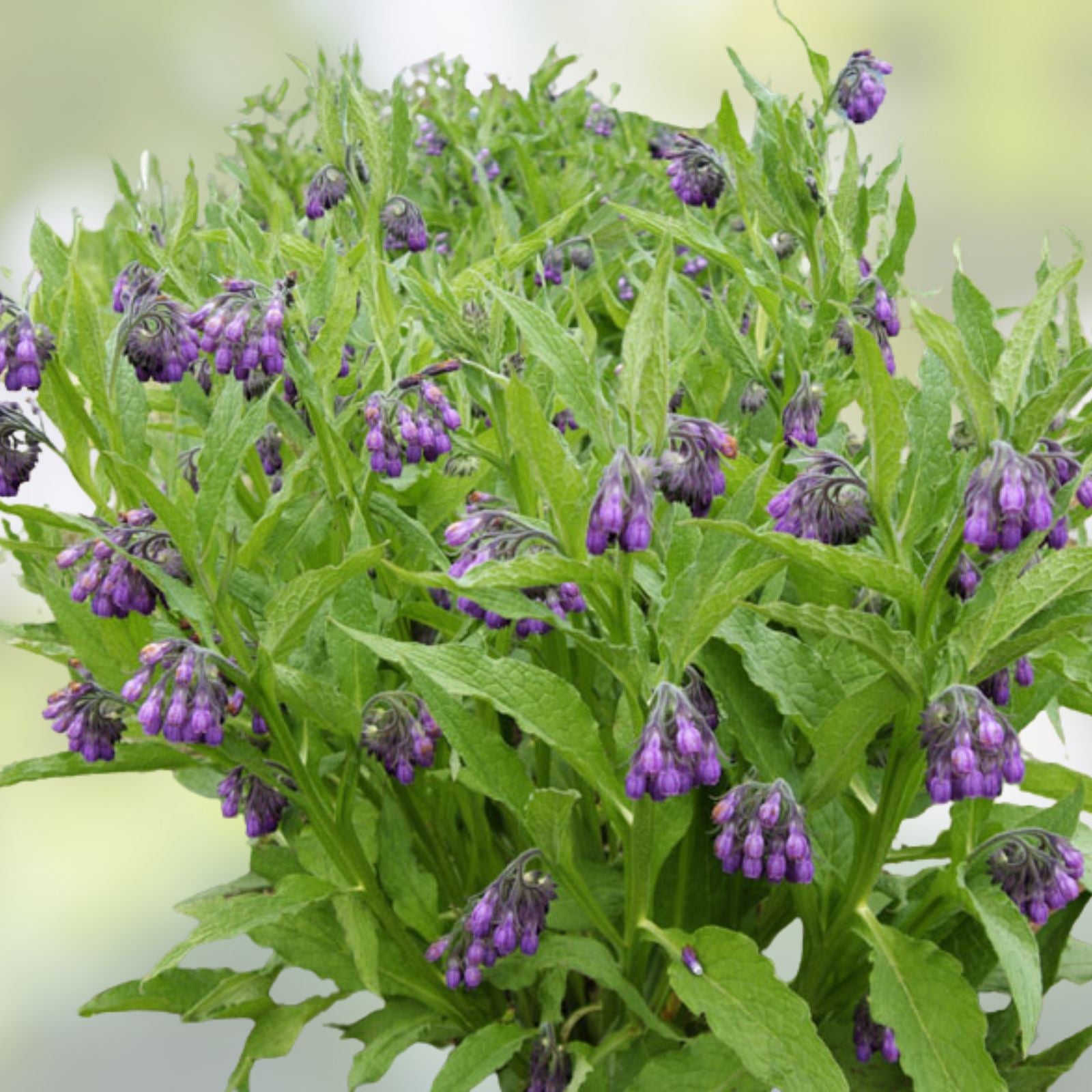 True Comfrey Seeds 20 Non GMO Organic Planting Supplies Symphytum officinale Herb Garden Starter