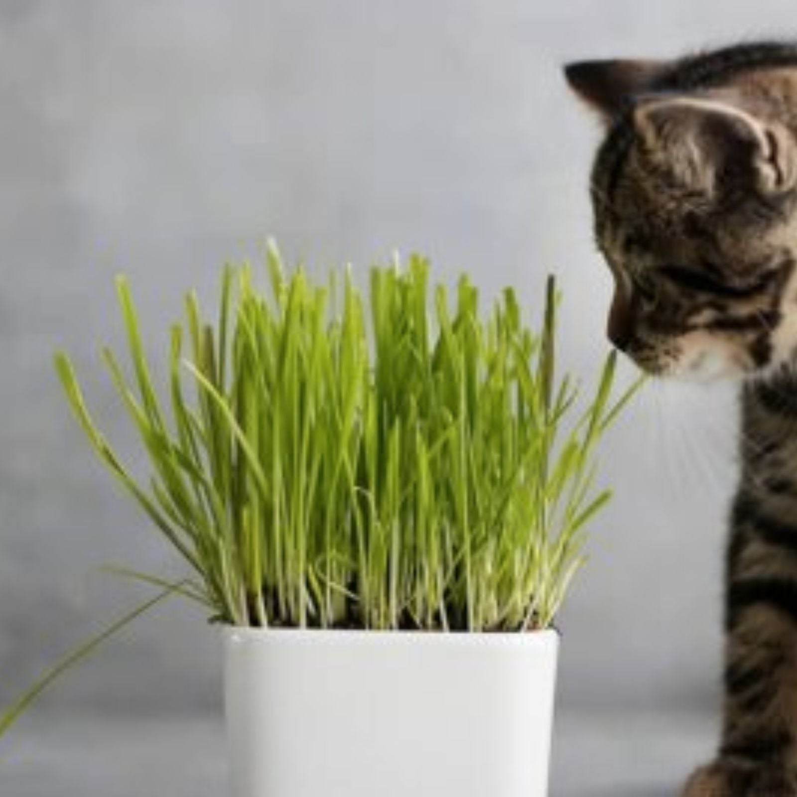 Organic Cat Grass Seeds 4-Way Blend Rye Wheat Oats Barley Live Plant Kit Indoor Cat Planting Supplies