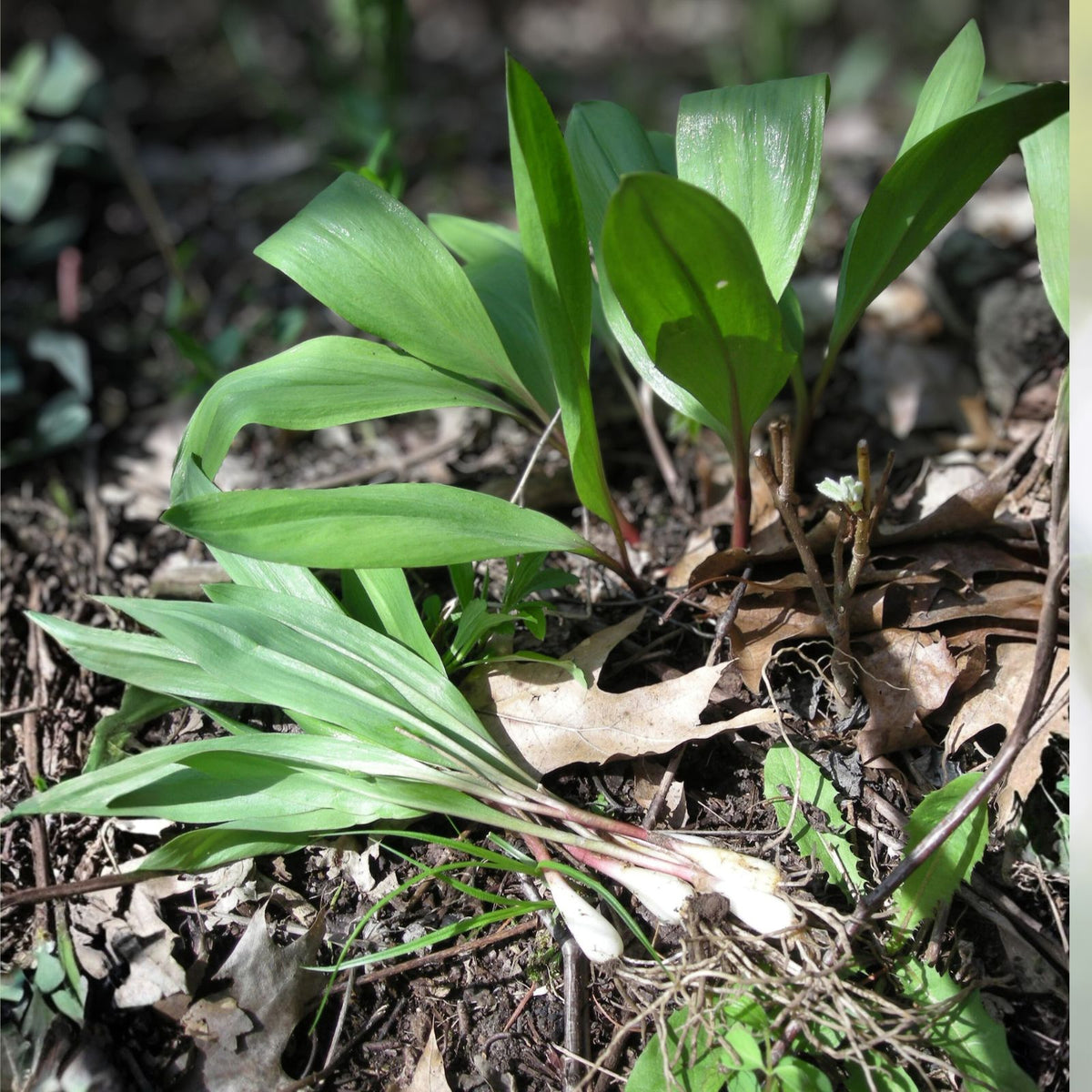 Organic Ramps Bulbs - 20 Bare Root Wild Leeks for Planting - Allium - Easy to Grow Outdoor Garden - Fast Shipping USA Seller