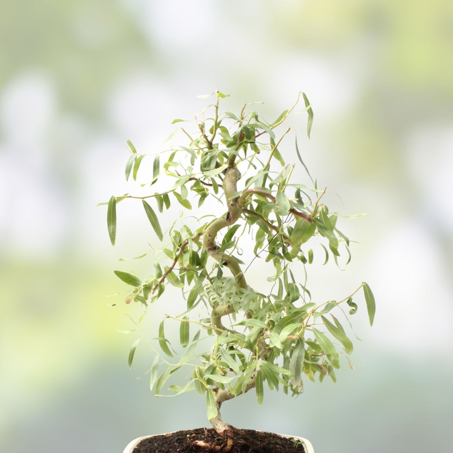 Bonsai Tree Cutting - Dwarf Japanese Curly Willow - Rare Fast Growing Salix Matsudana - Live Plant Propagation Material