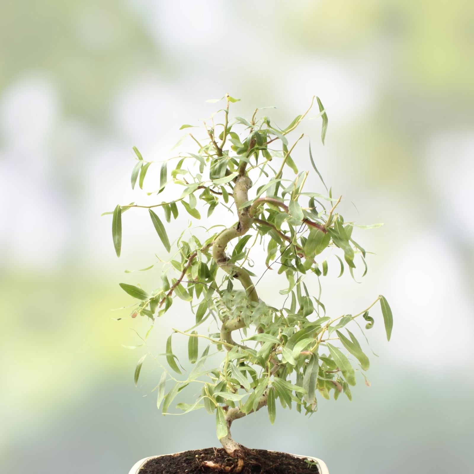 Bonsai Tree Cutting - Dwarf Japanese Curly Willow - Rare Fast Growing Salix Matsudana - Live Plant Propagation Material
