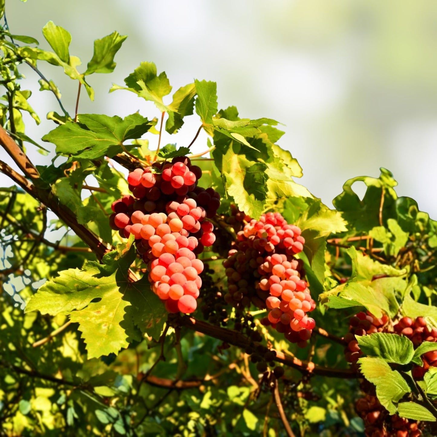 Grape Cutting Vine in Pot, Sweet Seedless Variety, Vitis vinifera, Perfect for Planting, Fruit-Bearing Grape Plant