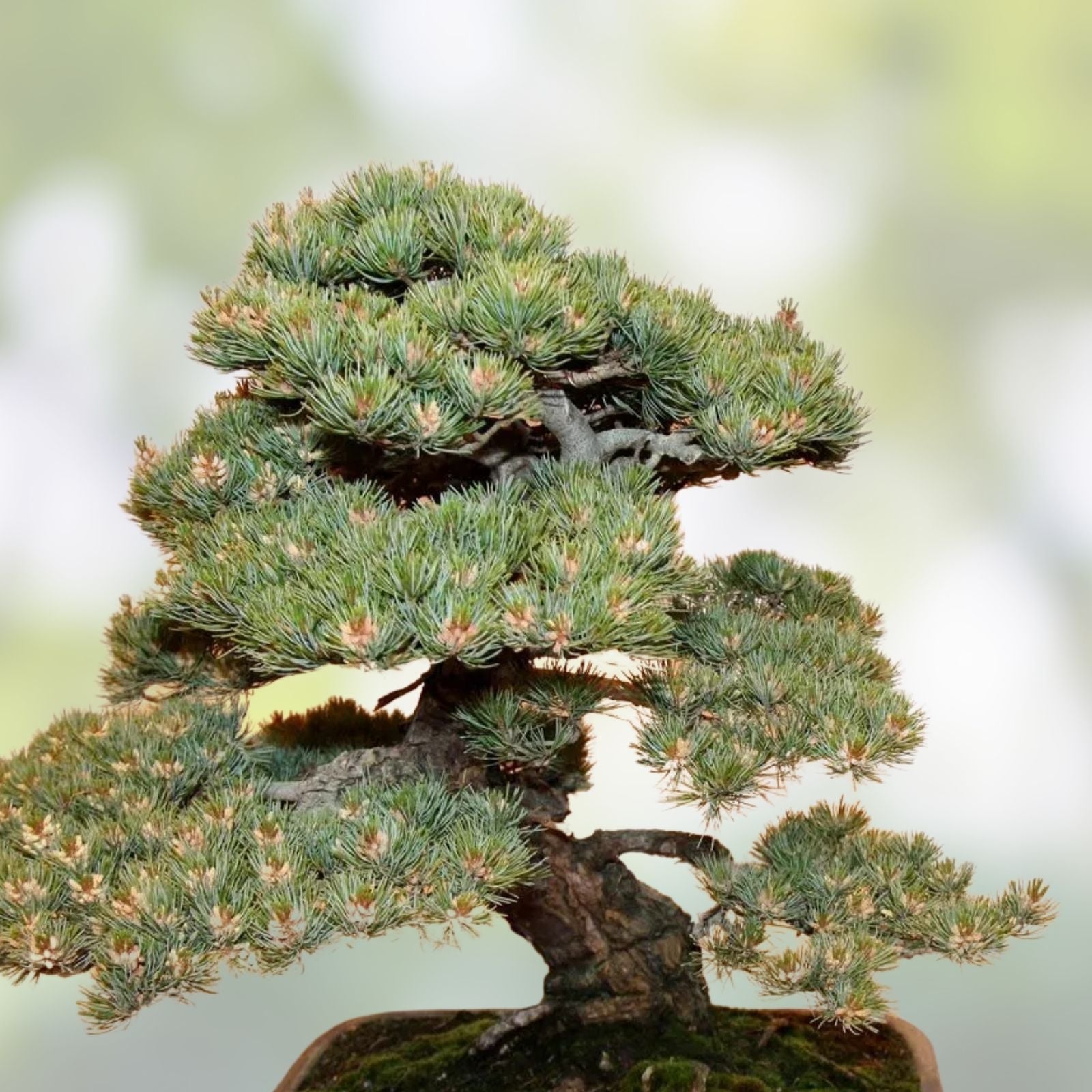 Black Spruce Bonsai Tree Seeds 20 Pack Coniferous Picea mariana for Planting and Gardening