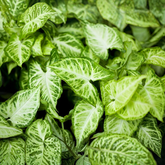 10 Rooted Arrowhead Vines - Healthy Tropical Plants - Syngonium podophyllum - Indoor Houseplants, Green Foliage, Easy Care