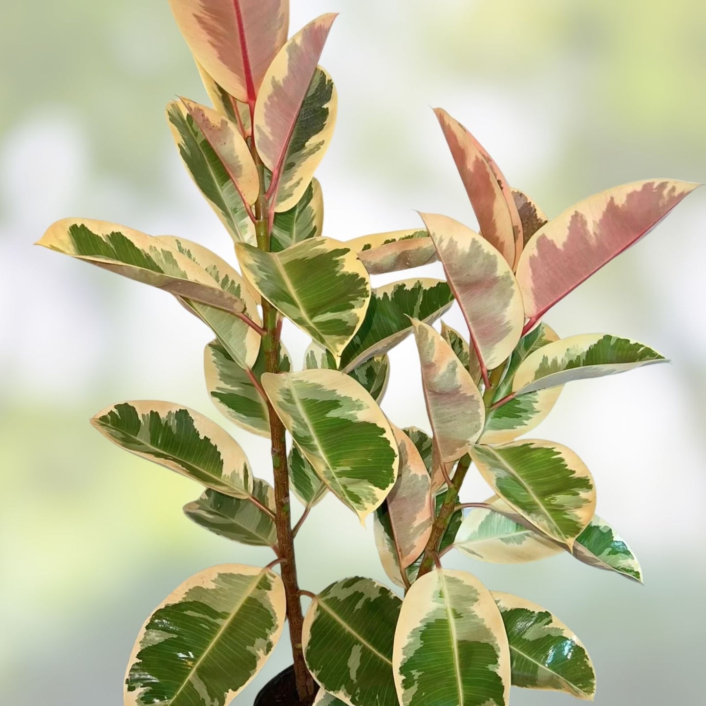 Tineke Rubber Tree Plant - Small Rooted Starter - Variegated Green & Cream Ficus elastica Indoor Plant