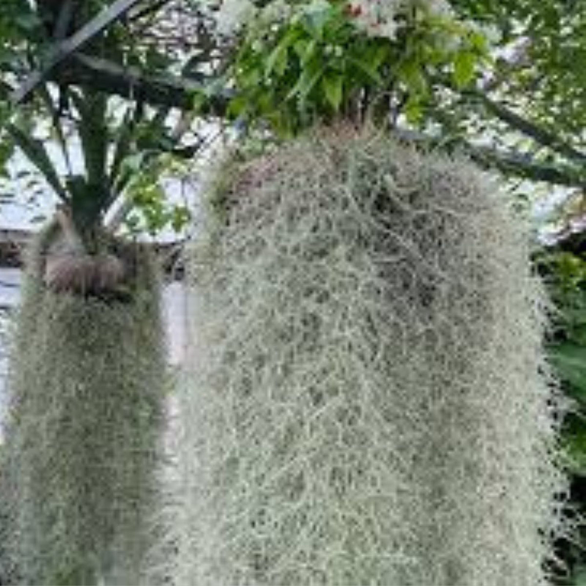 Fresh Live Spanish Moss 1 Lb Bag for Crafting, Gardening, Floral Arrangements - Tillandsia usneoides