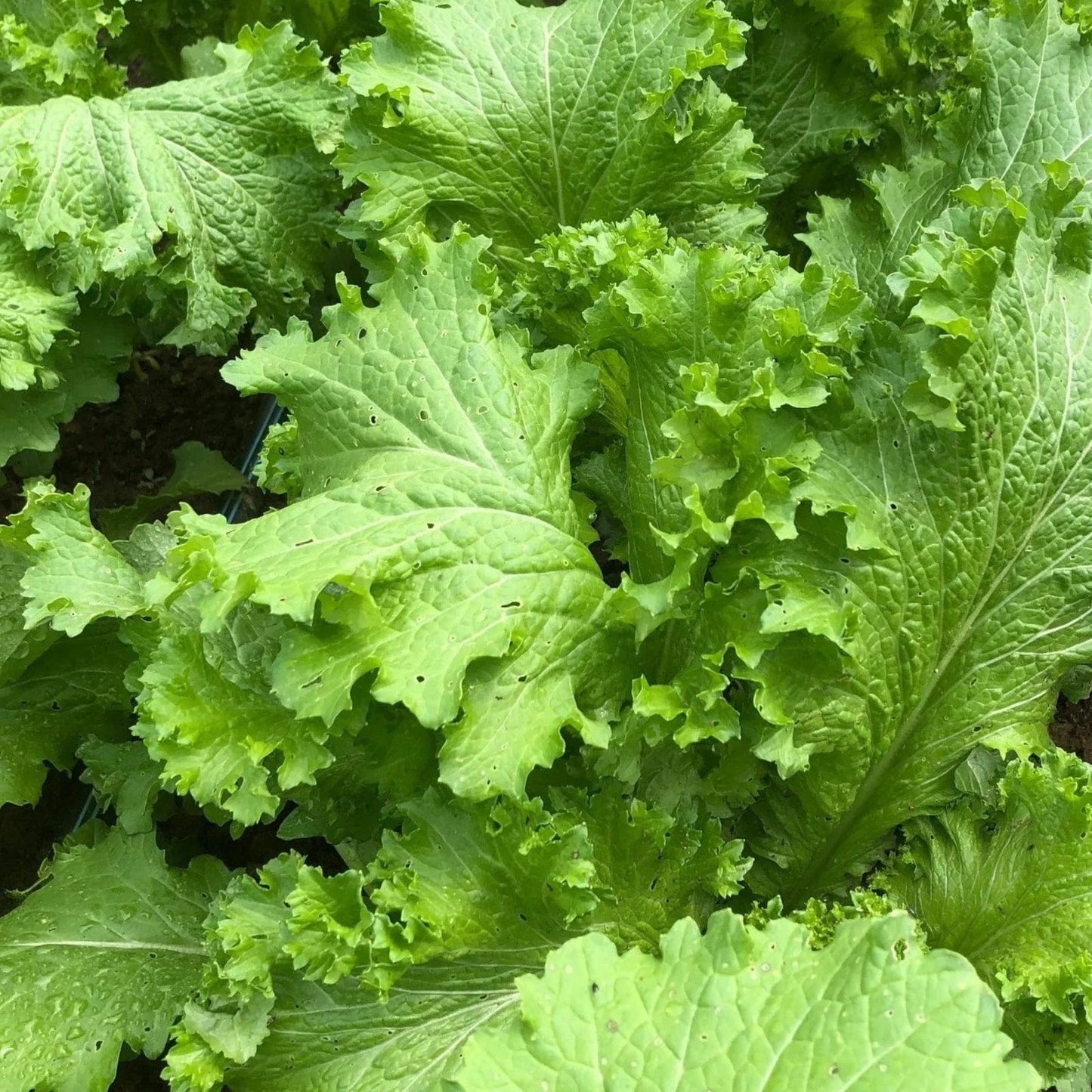 Mustard Greens Seeds 100 Count – Tendergreen Heirloom Non-GMO Brassica juncea Green Gardening Seeds for Planting