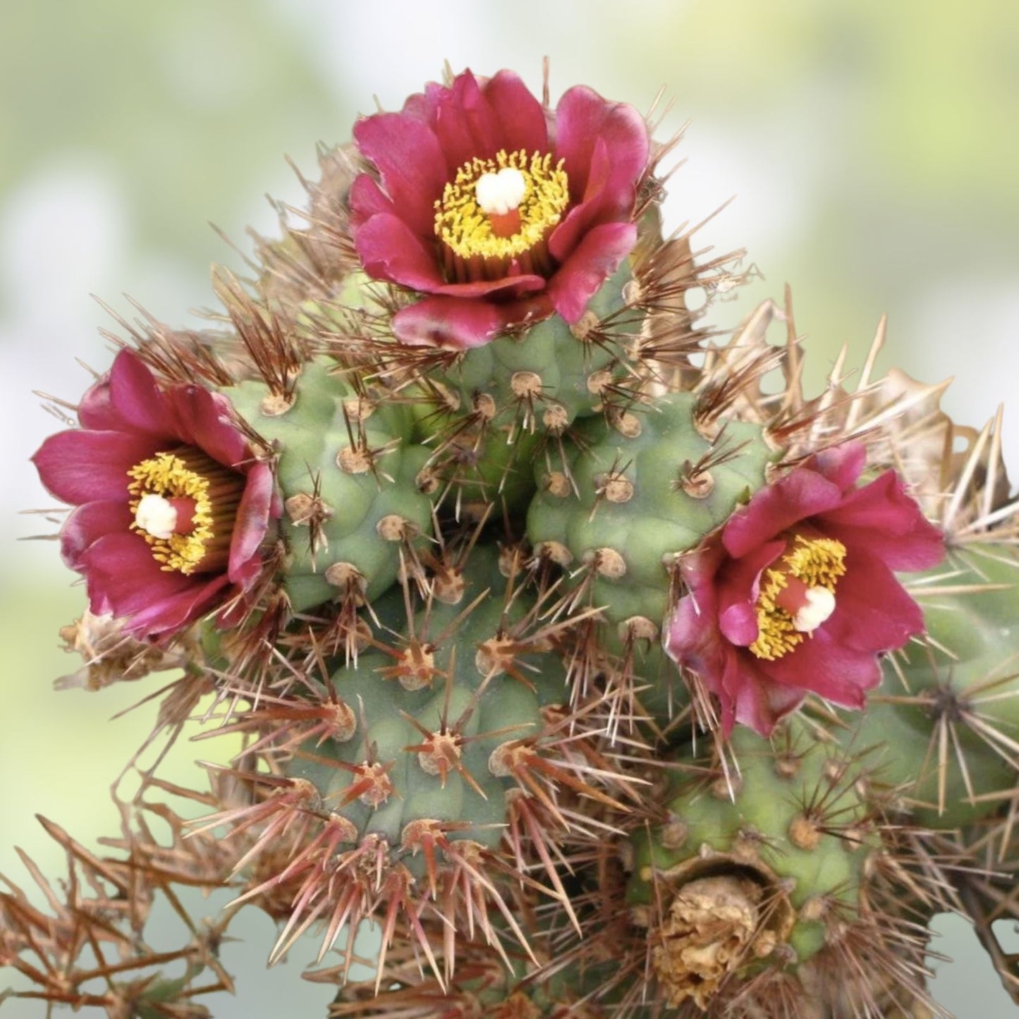 Cylindropuntia Prolifera Coastal Cholla Cactus Pup Cutting - Succulent Plant for Garden & Indoor Decor - Los Angeles CA