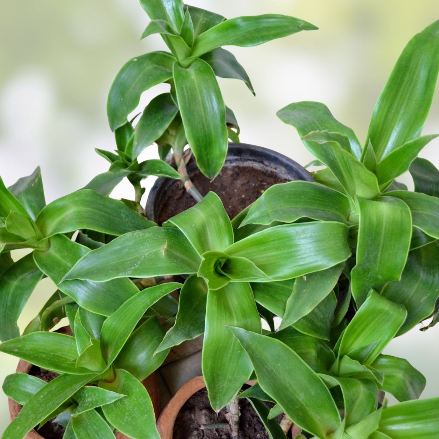 5 Basket Plant Cuttings - Callisia fragrans Pups - Live False Bromeliad Plant - Indoor Houseplant Propagation