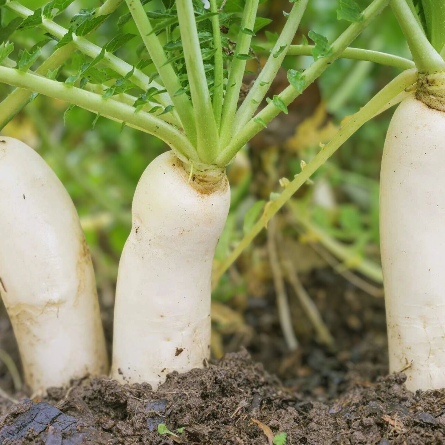 Earthquake Radish Seeds 100+ | Soil-Breaking Raphanus sativus Vegetable Seeds for Gardening