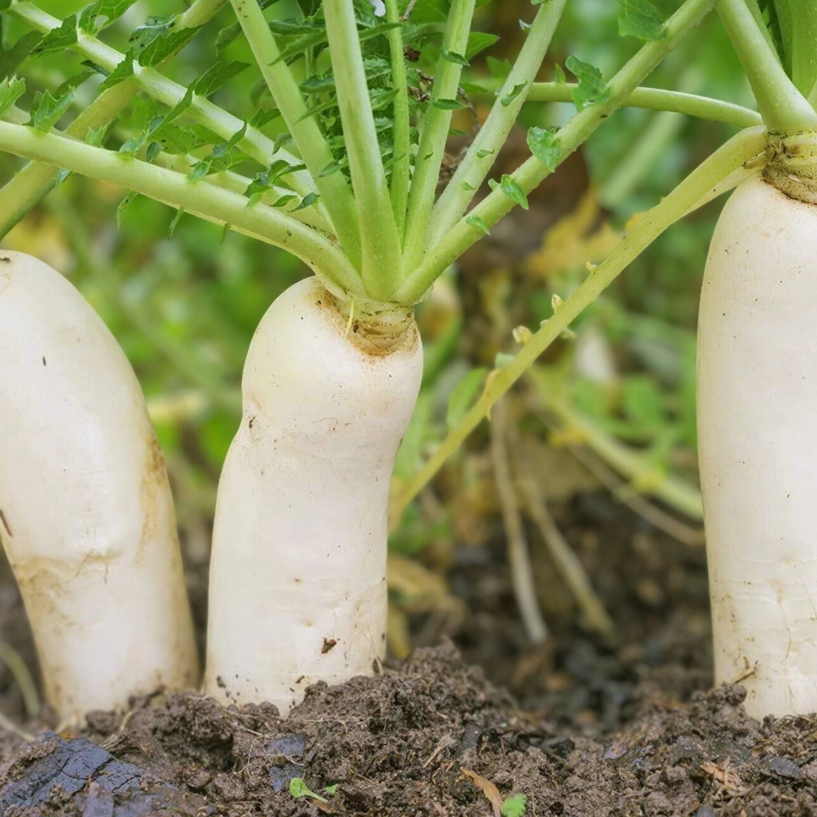 Earthquake Radish Seeds 100+ | Soil-Breaking Raphanus sativus Vegetable Seeds for Gardening