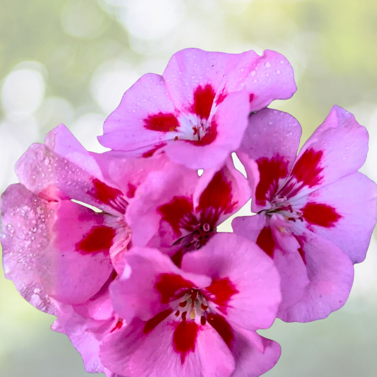 Live Geranium Plant - 8 Inches - Baby Pink with Bright Red Center - Perennial (Pelargonium)