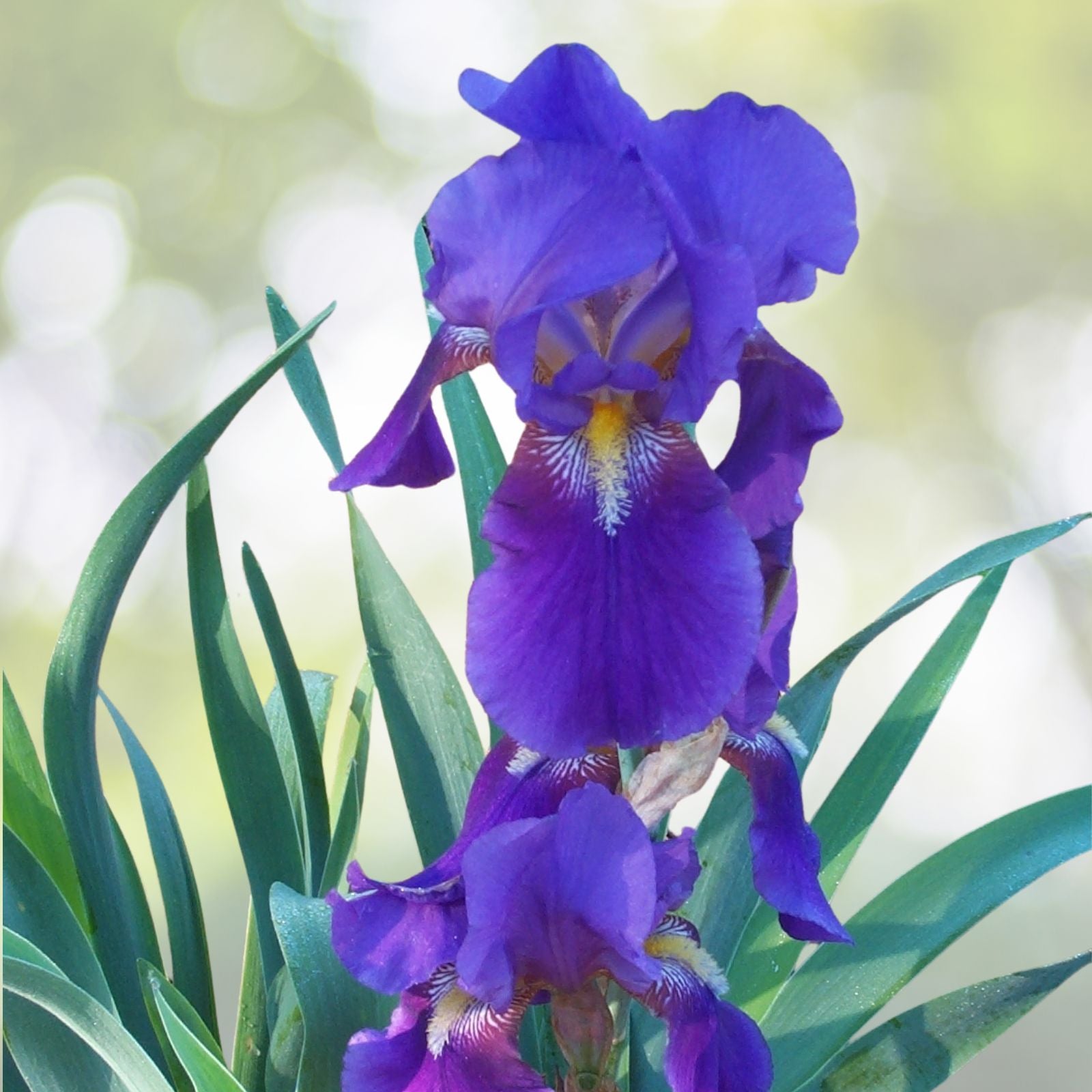 Miniature Dwarf Bearded German Iris Bulb - Purple PERENNIAL Live Plant, Iris germanica
