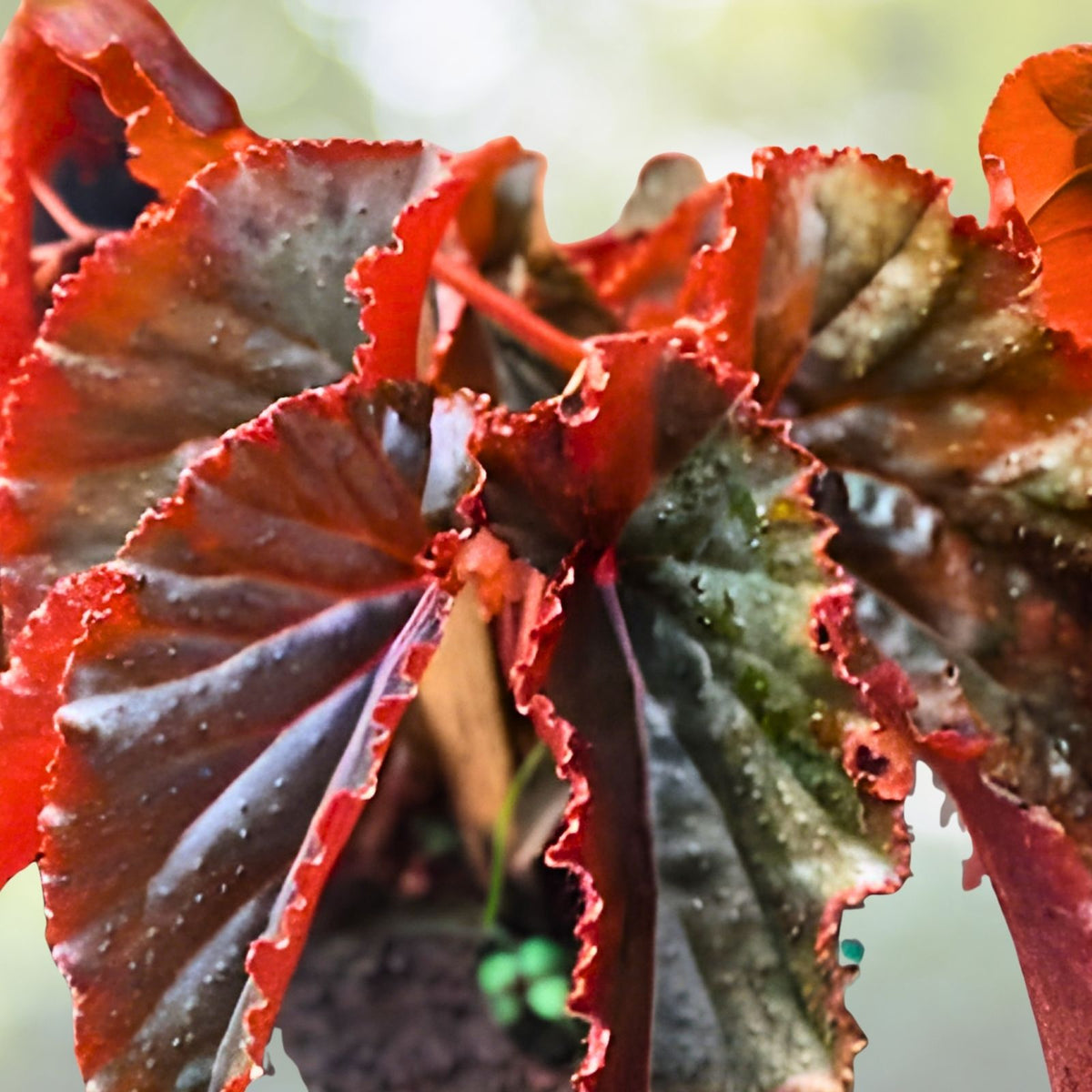 Copper Oasis Begonia Seeds, 45 or 125 Non-GMO Flower Seeds, Begonia 'Copper Oasis' (Begonia)