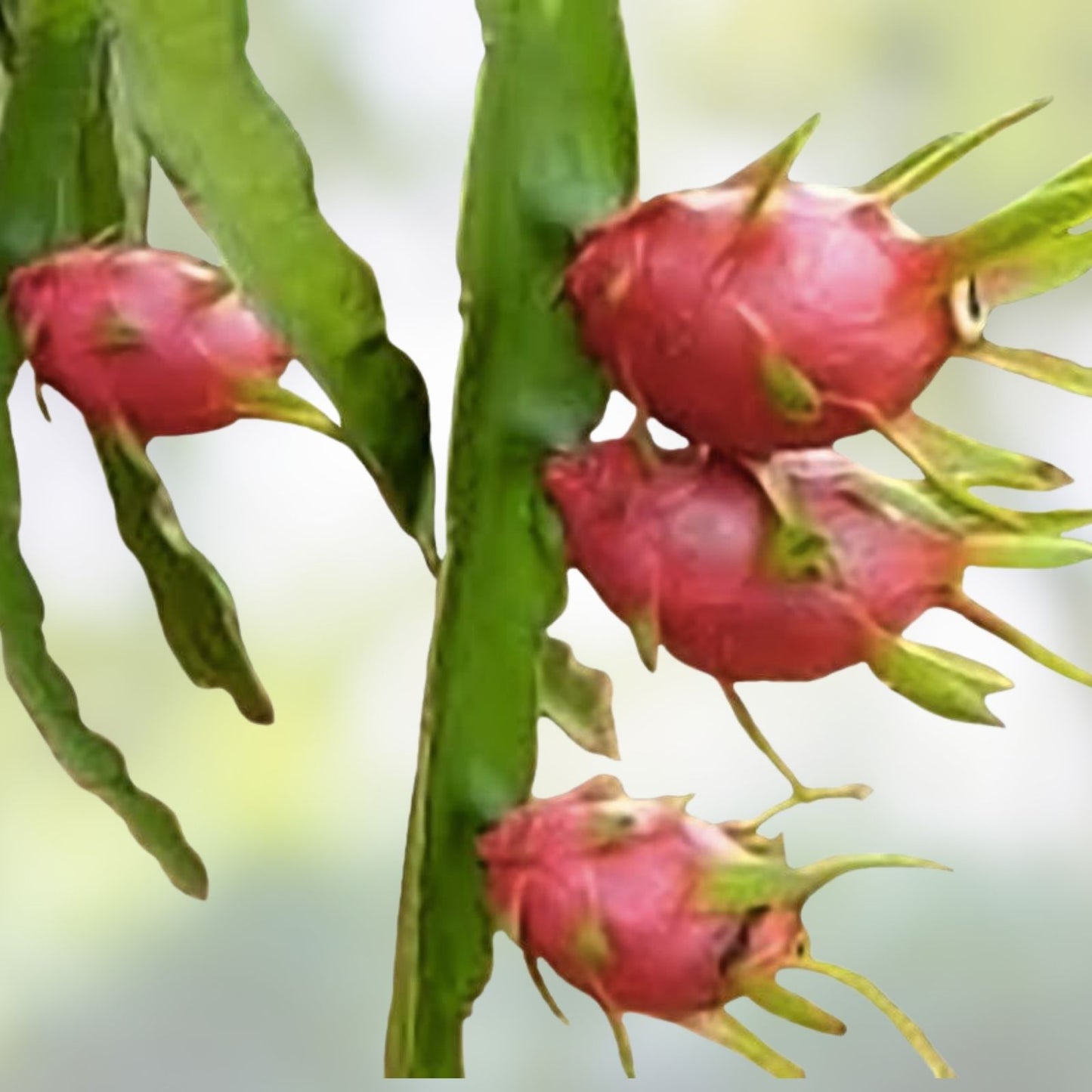 Dragon Fruit Cuttings 8-10 Inch Long, Fresh Pitaya Planting Material, Hylocereus spp.