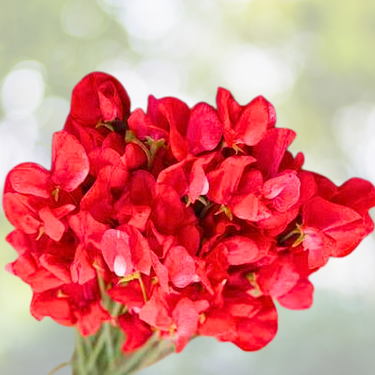 Sweet Pea Seeds - 25 Non-GMO Royal Scarlet Fragrant Climbing Vine with Red Flowers - Lathyrus odoratus