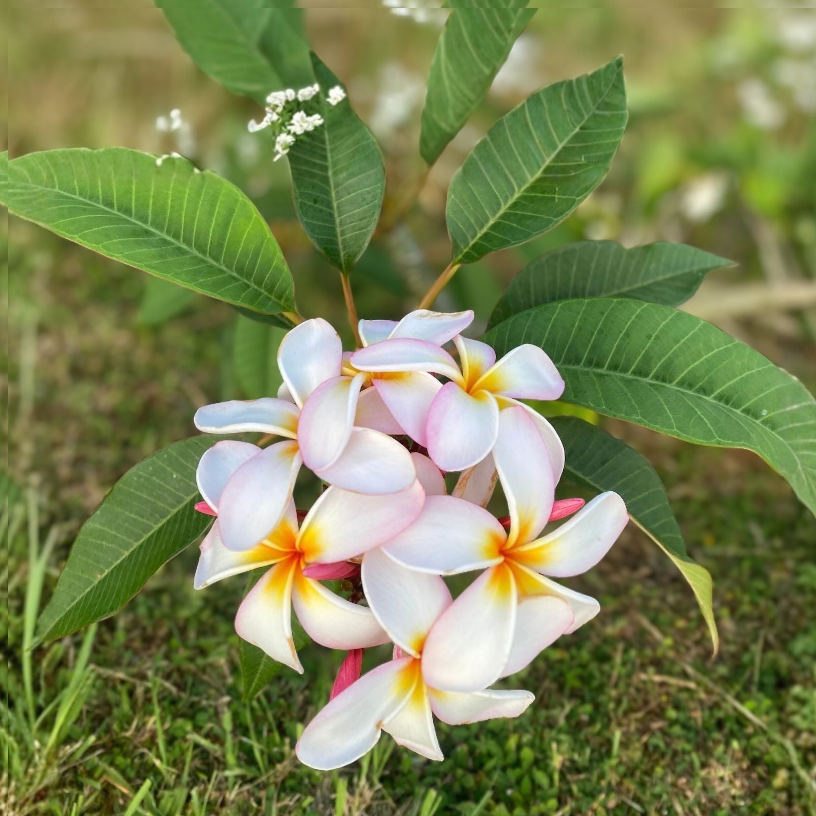 Rooted Plumeria Plant Cutting - Nakamoto's Ribbon - 14" Frangipani Variety with 1 Tip | Tropical Flowering Plant