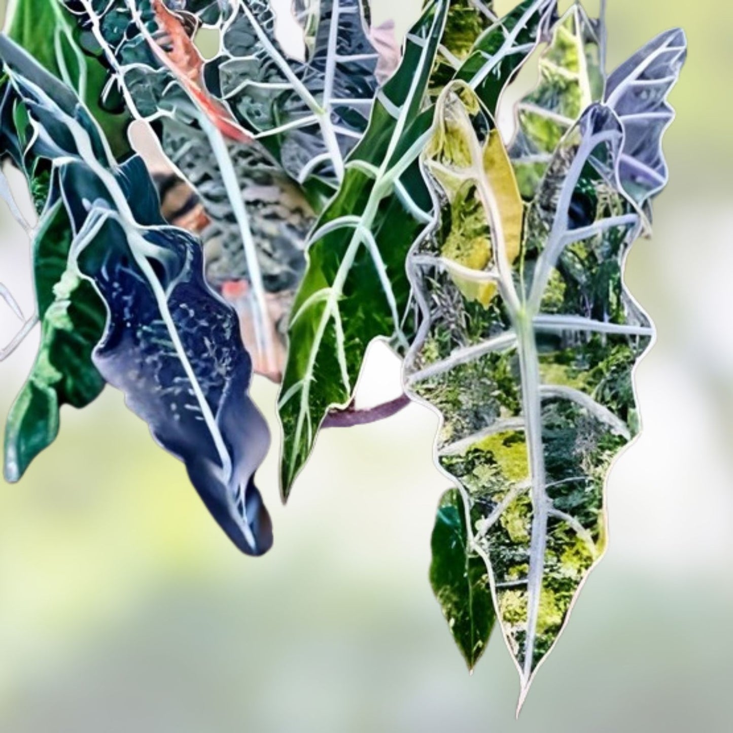 Rare Variegated Alocasia Sanderiana Bull Aurea Corm - Tropical Houseplant for Collectors