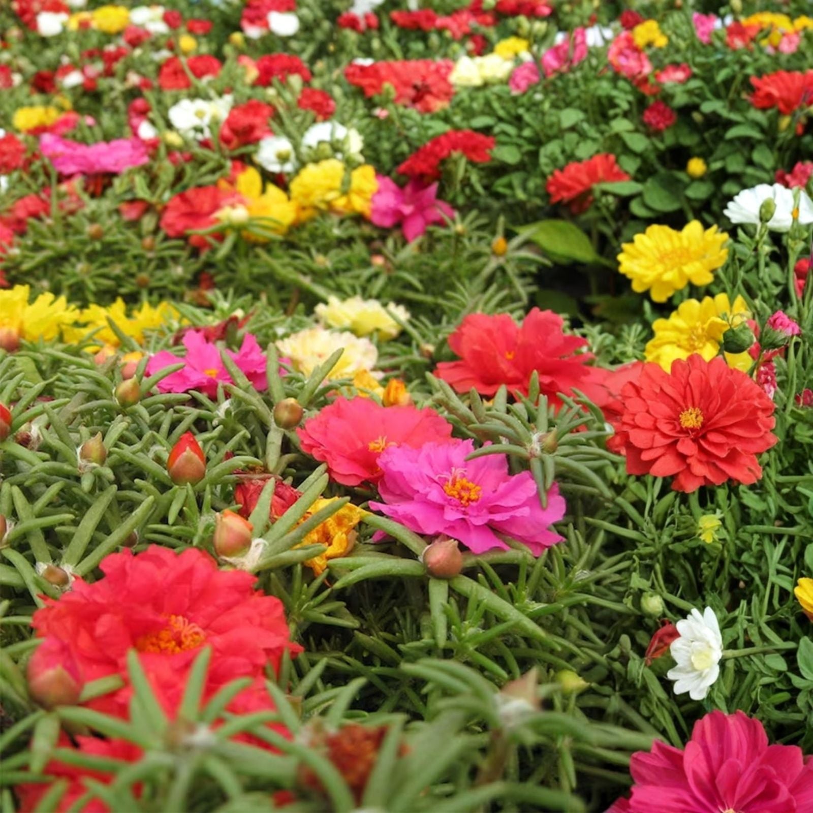 Moss Rose Cuttings 24 Unrooted Varieties Portulaca Grandiflora Mix Colorful Succulent Plant Cuttings