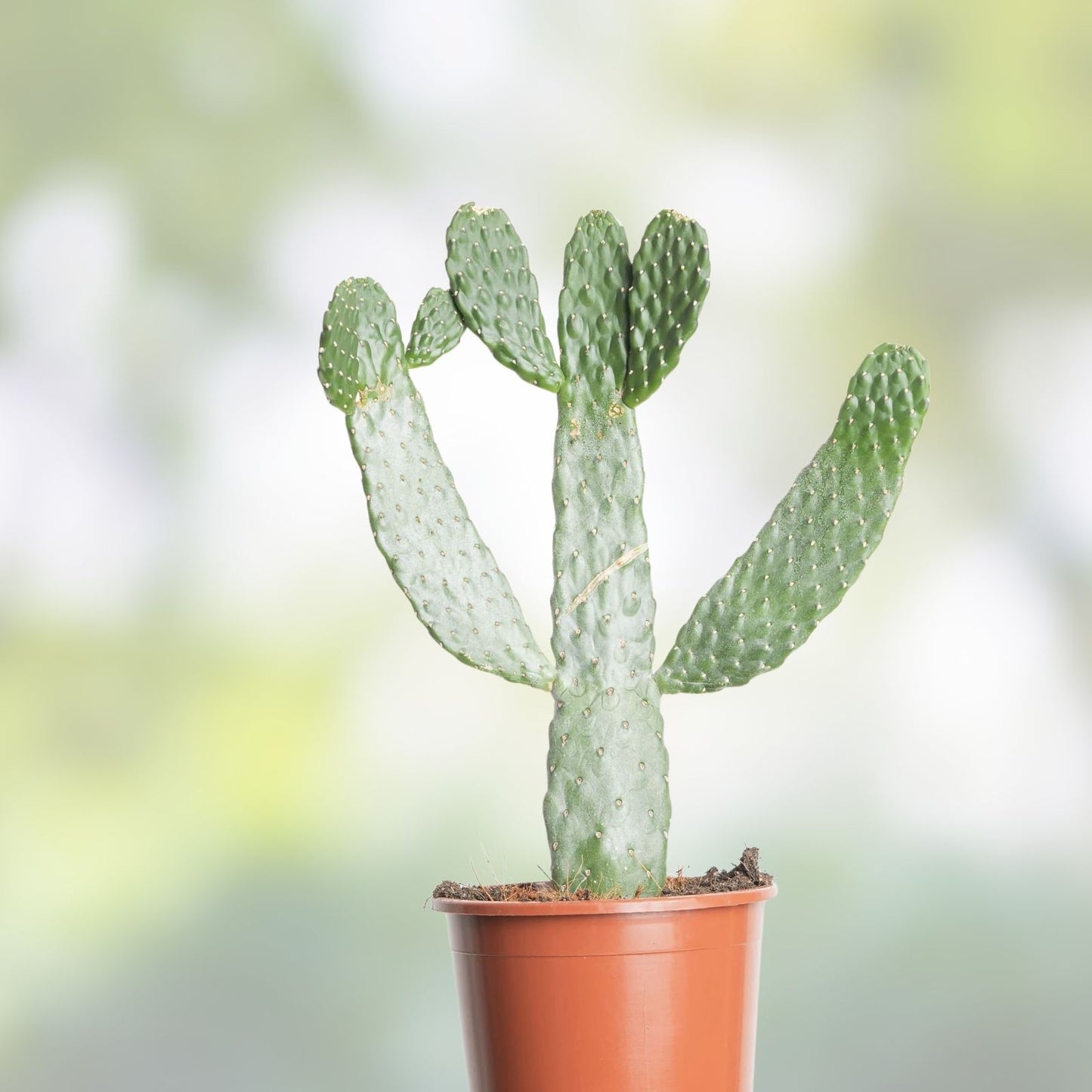 Opuntia Consolea Picardae Pad Cutting – Uncommon Cactus Succulent Plant for Gardening