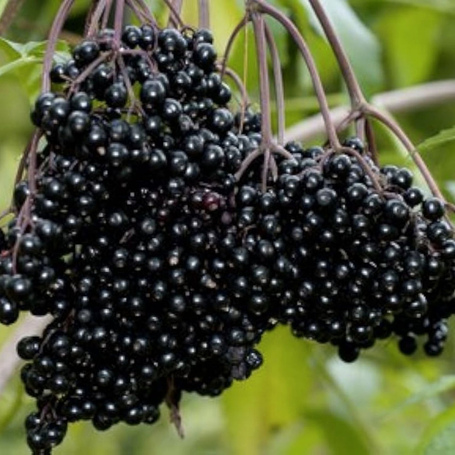 Fresh Elderberry Cuttings - Easy to Grow Sambucus nigra for Gardening and Landscaping