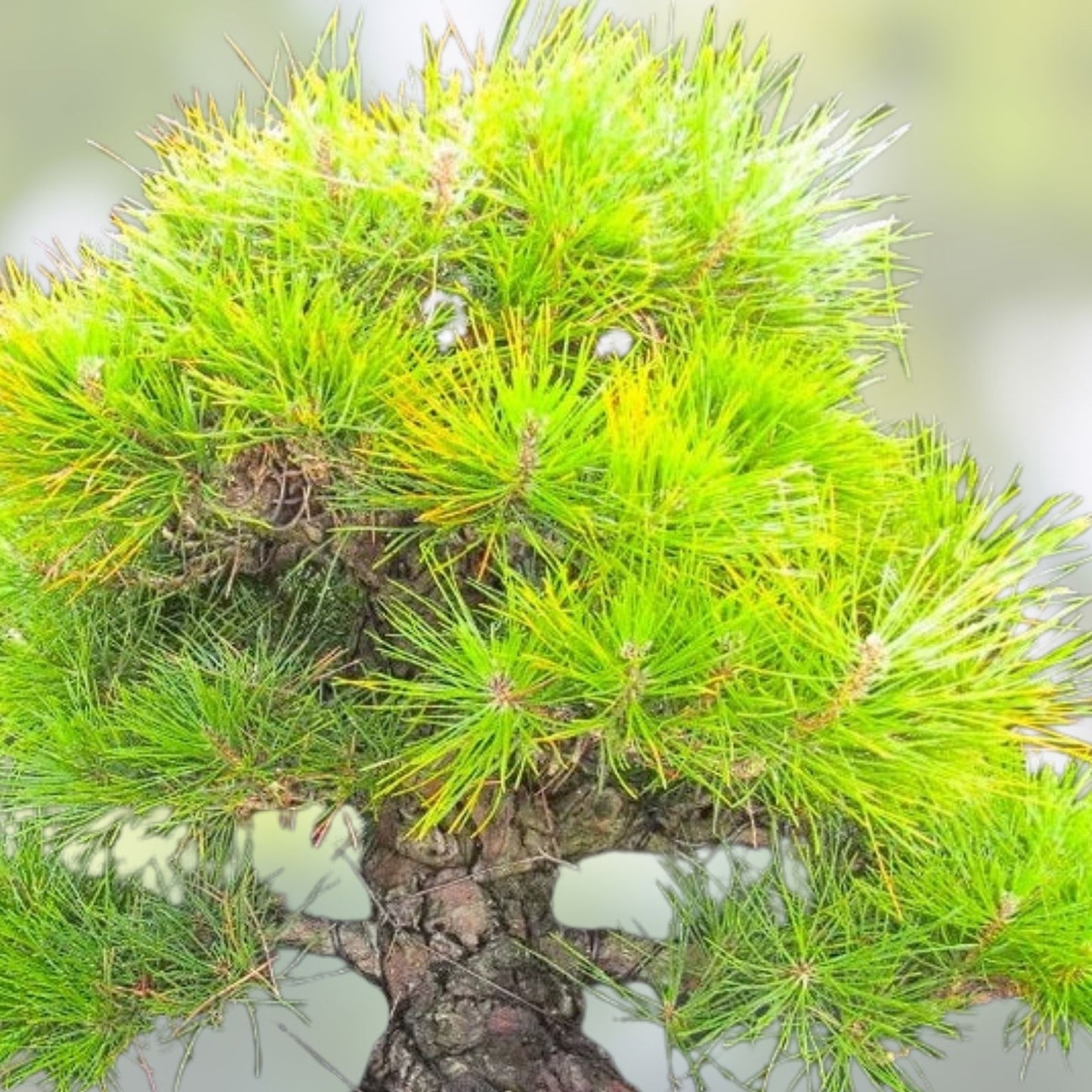 Juniper Bonsai Tree Seeds - 25 Seeds - Juniperus spp. - Indoor & Outdoor Bonsai Plant Growing Kit