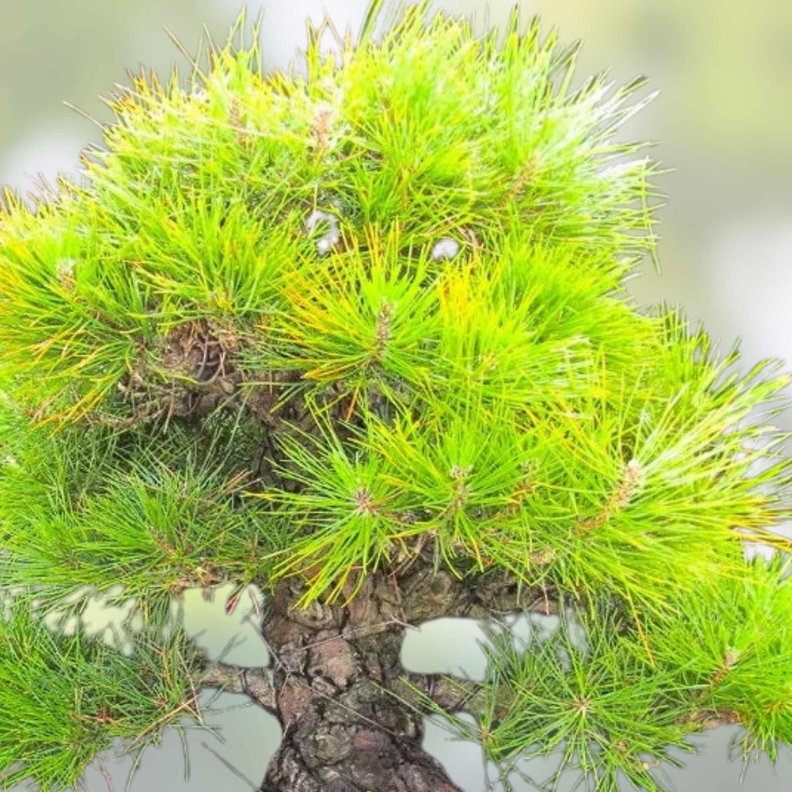 Juniper Bonsai Tree Seeds - 25 Seeds - Juniperus spp. - Indoor & Outdoor Bonsai Plant Growing Kit