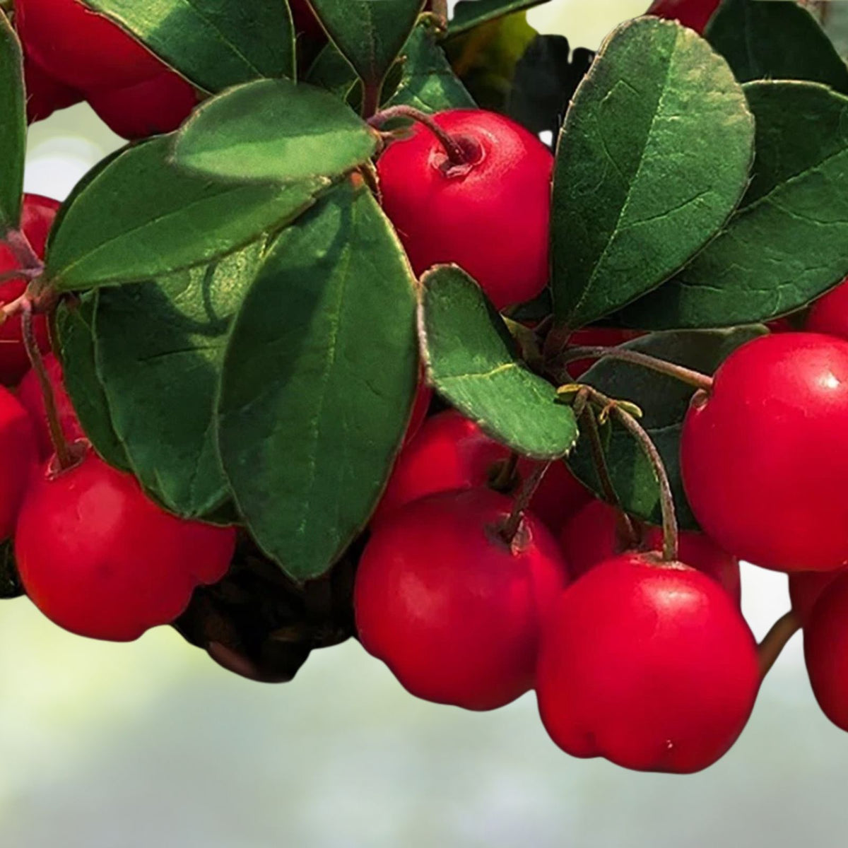 Gaultheria Live Plants Set of 6   Cherry Berries Variety   4 6" Tall   Gaultheria spp.