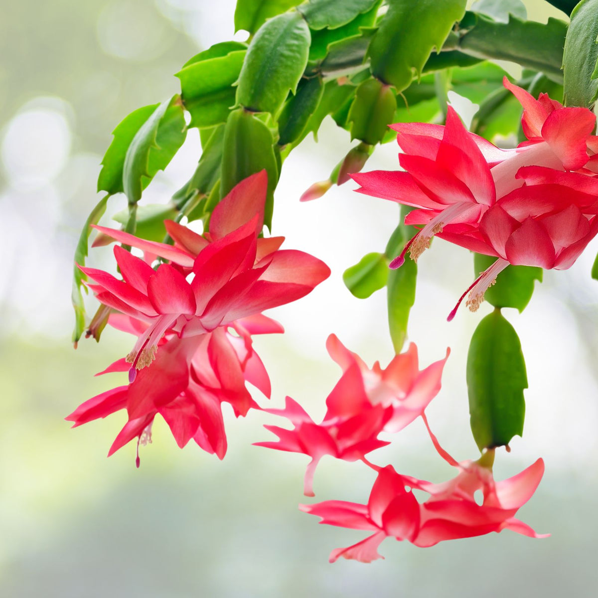 Red-Thanksgiving-Cactus-Plant-Live-4-Inch-Pot-Holiday-Cactus-Schlumbergera-Truncata-5-6-Inch-Height