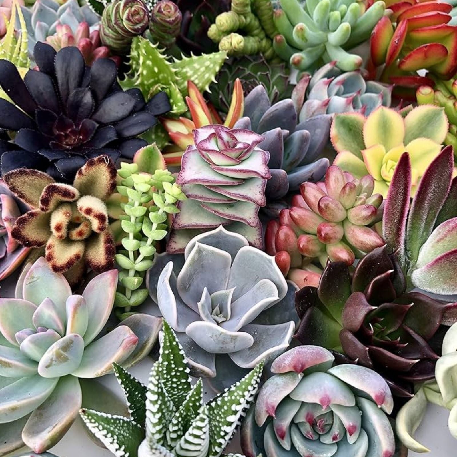 Succulent Cuttings - 15 Colorful Varieties - Healthy Mix of Succulents for Planting and Arrangements