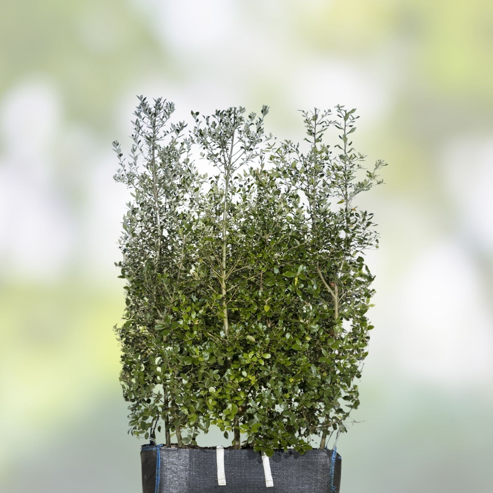Quercus Ilex Holly Holm Oak Live Plant - Mediterranean Dalmatian, 26-30 Inches
