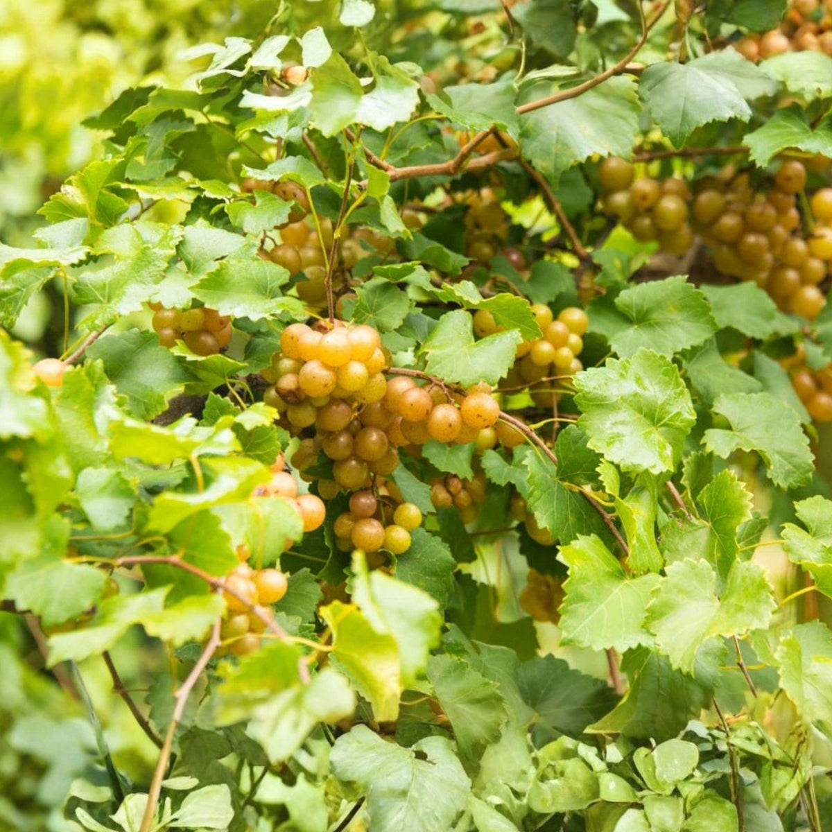 Scuppernong Grape Vines 10-Pack, Vitis rotundifolia, Self-Fertile, Fast-Growing, Fruit-Bearing, for Zones 7-10