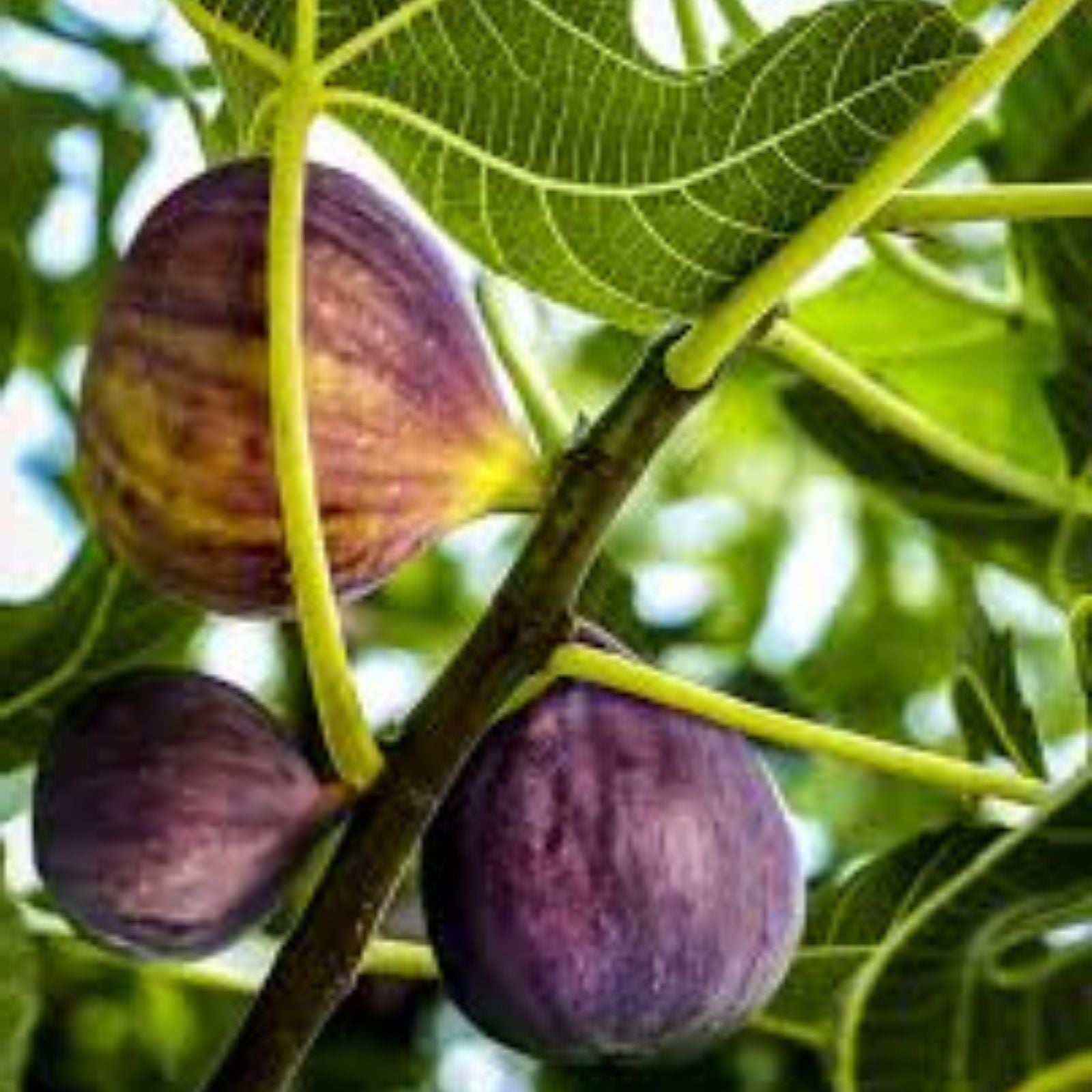 Live Fig Tree Cuttings 5pcs – Healthy Sweet Varieties – Hardy Ficus Carica – Fruitful Edible Plants