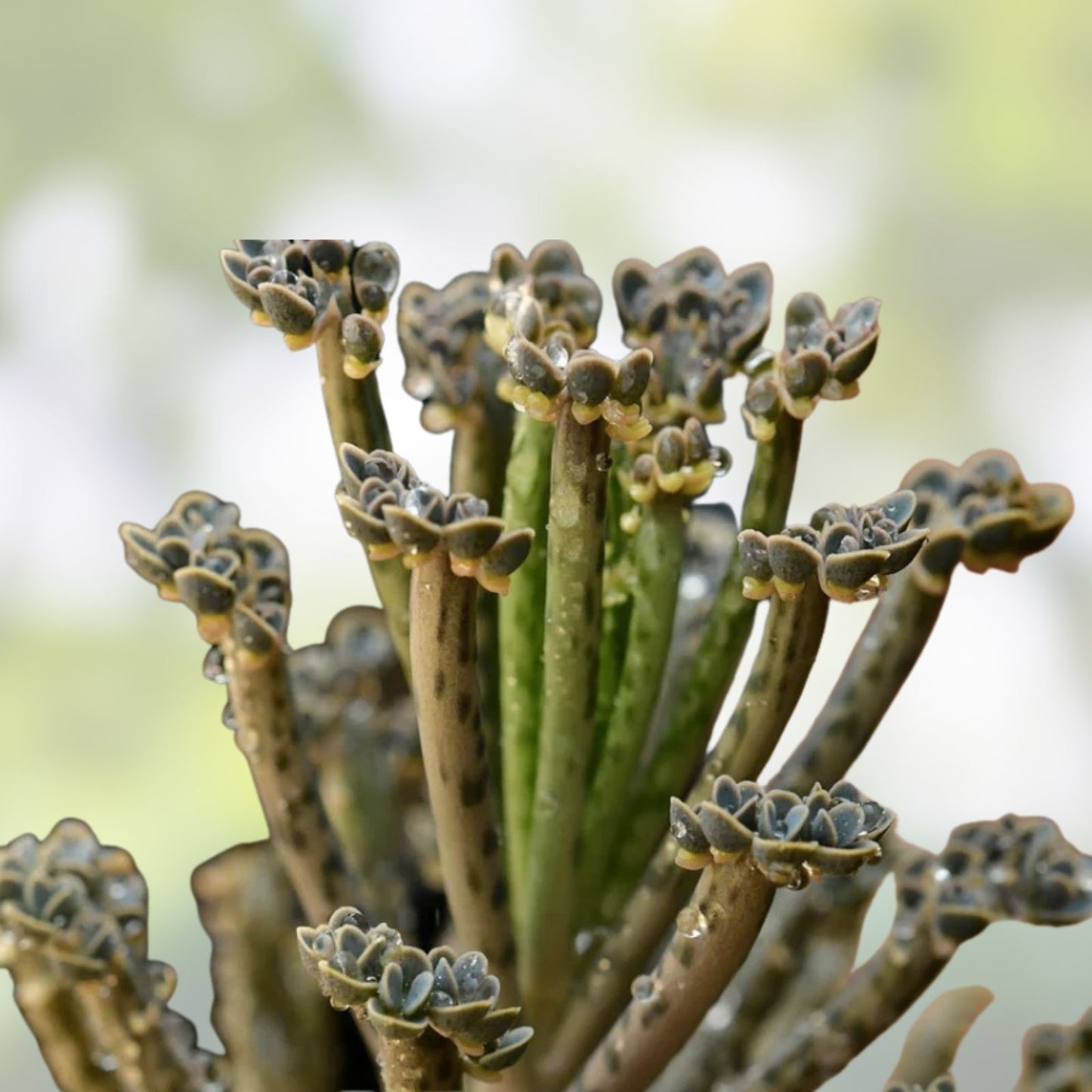 Mother of Millions Succulent Plant - 10+ Kalanchoe Chandelier Cuttings - Maternity Variety for Indoor Gardening