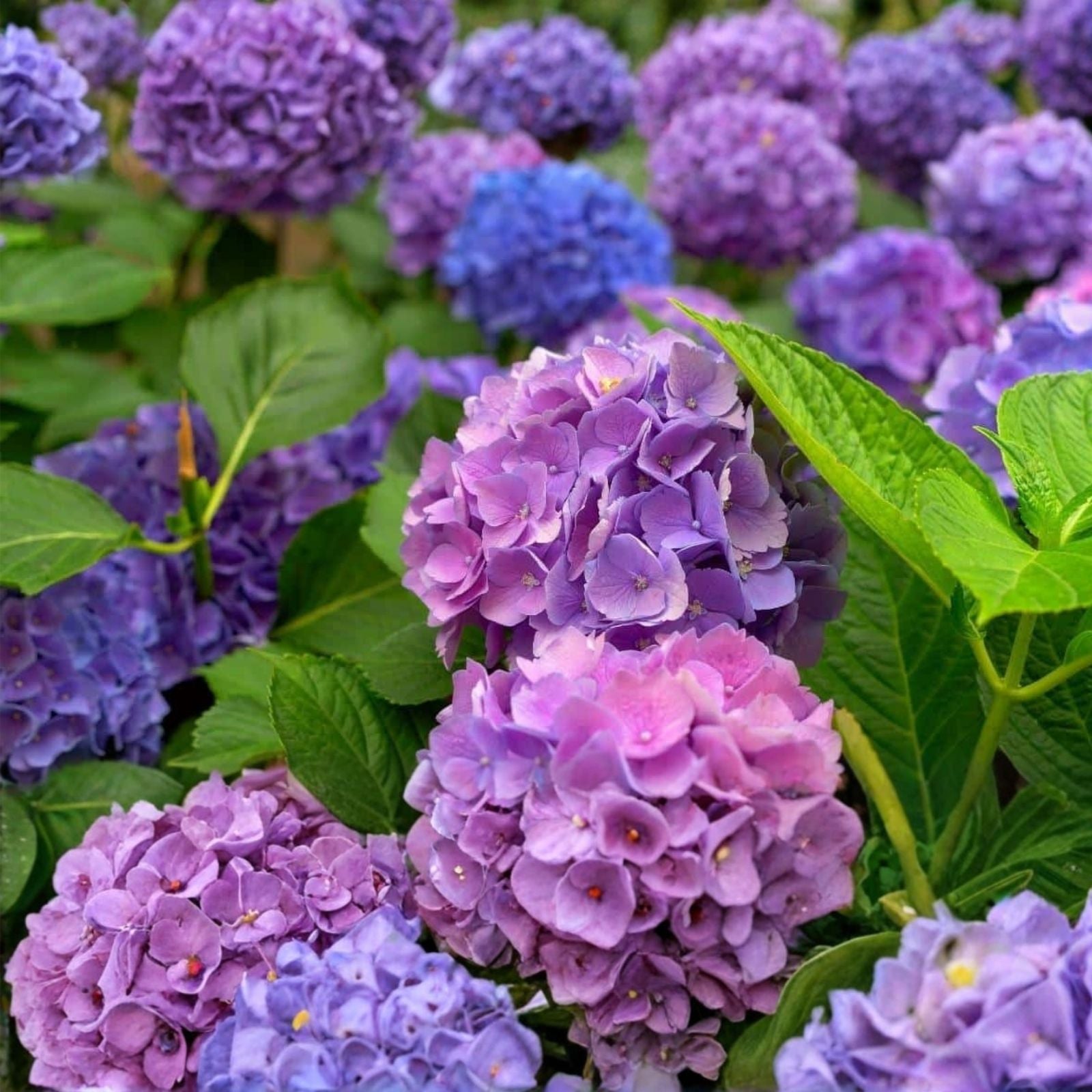 Live Hydrangea Cuttings - 6" Heirloom Purple Hydrangea Bush - Hydrangea macrophylla - Garden Plant, Flowering Shrub, Ornamental Plant