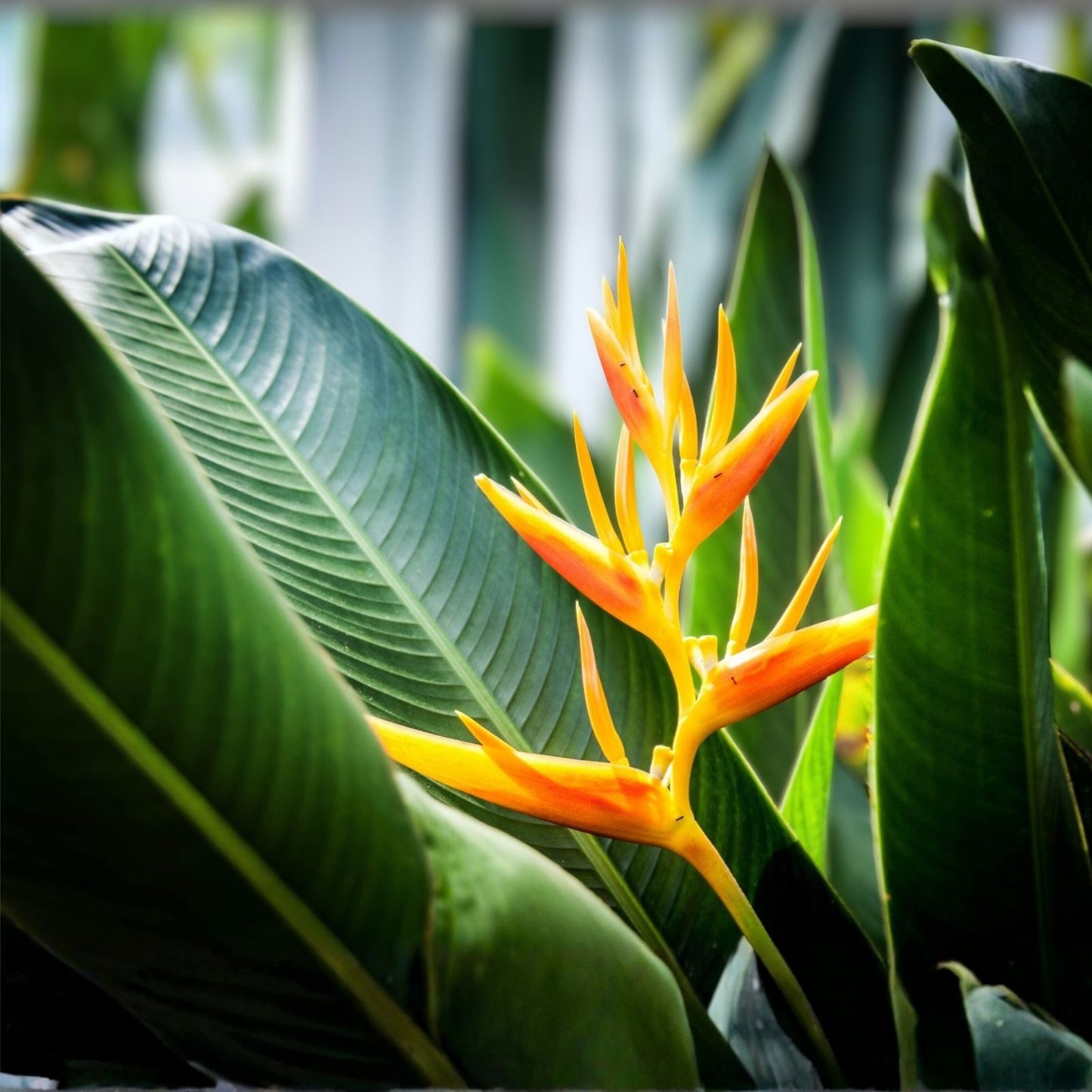 Gold Heliconia Seeds 10 Pack Champneana Variety Tropical Garden Landscape Plant