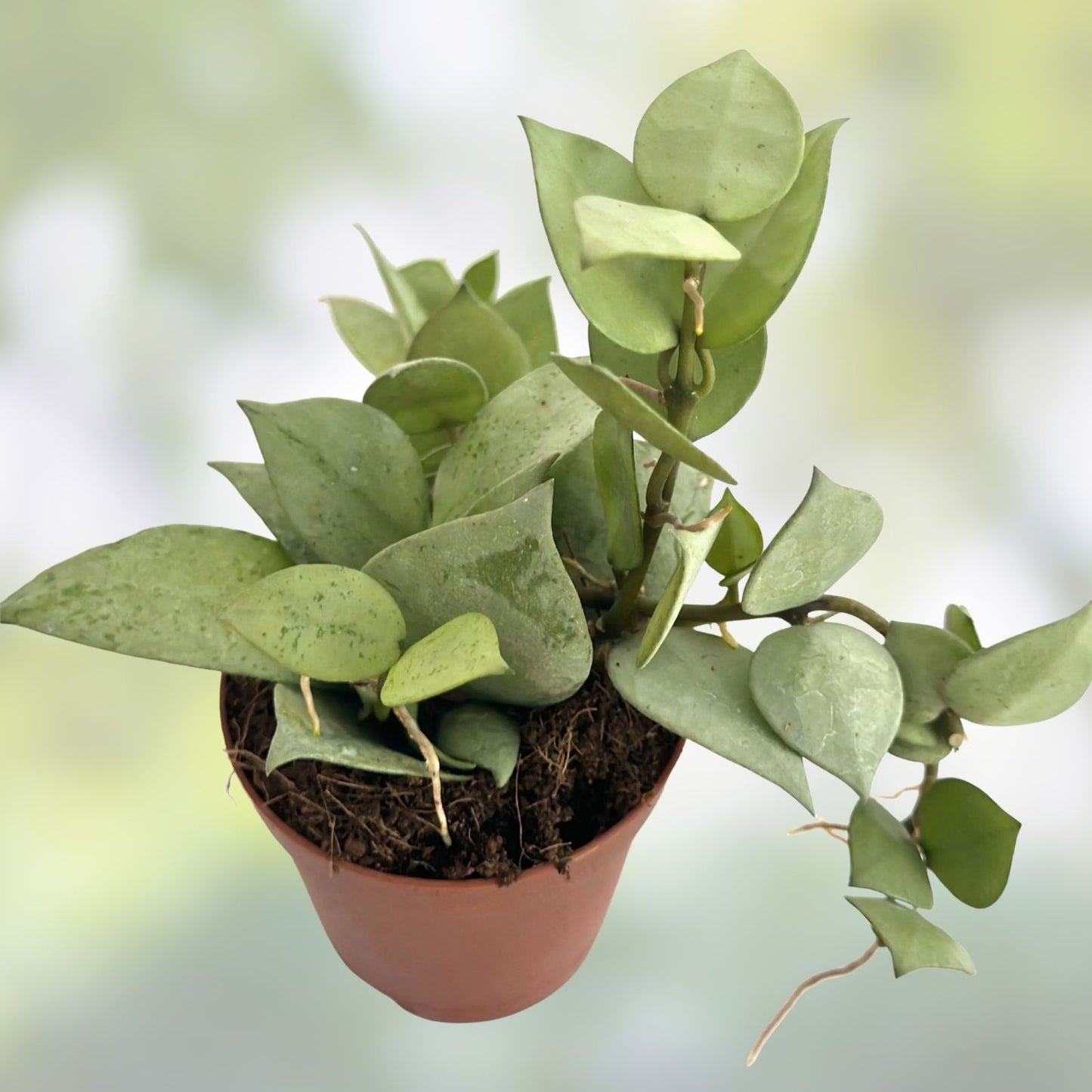 Hoya Krohniana Eskimo Live House Plant in 6 Inch Pot, Variegated Foliage, Easy Care Indoor Plant