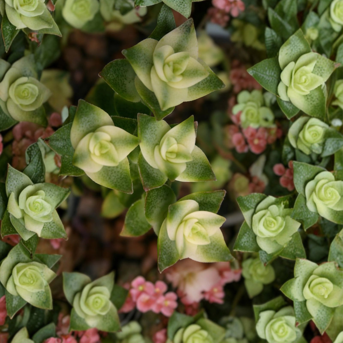 Variegated String of Buttons 2" Succulent - Crassula perforata - Unique Green & Creamy White Variegation, Easy Care Plant