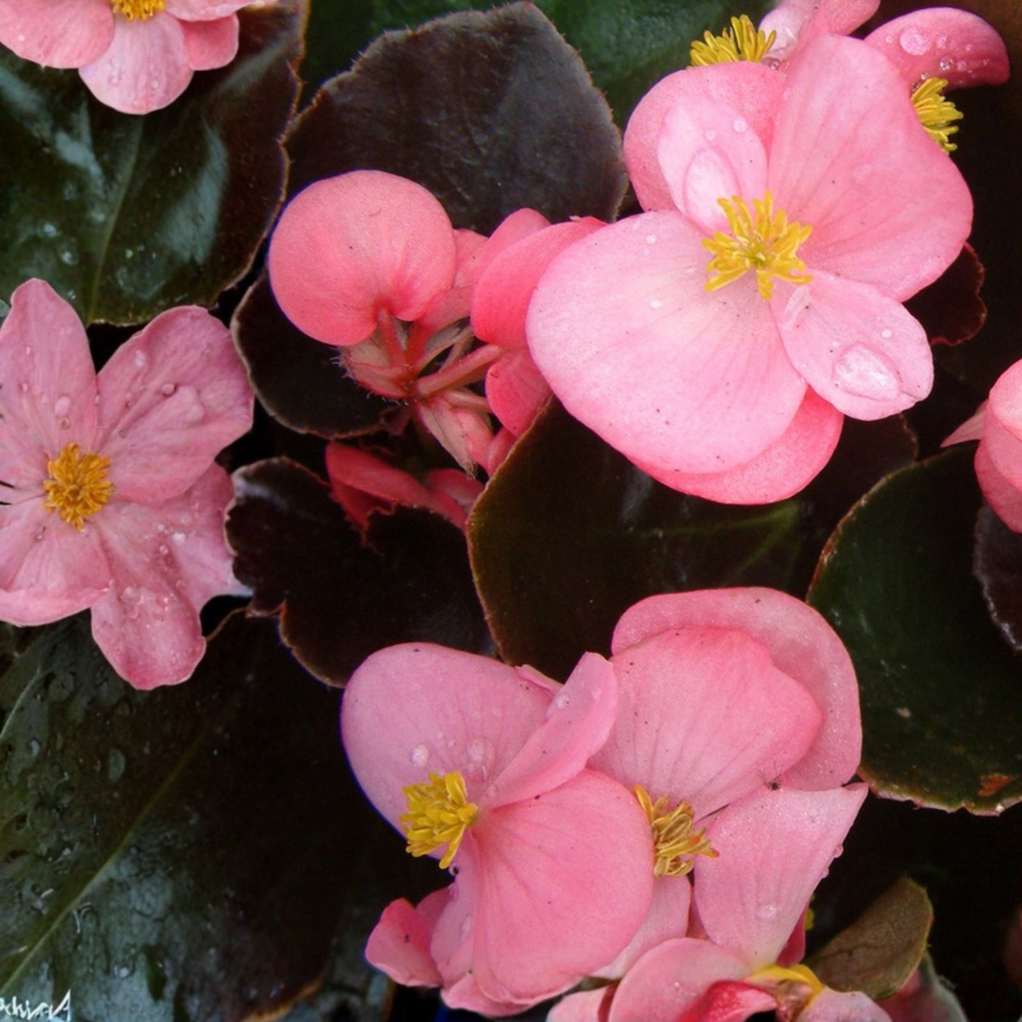 Begonia Seeds 500 Count Cocktail Brandy Variety Begonia spp. Flower Seeds for Garden, Patio, and Indoor Growing