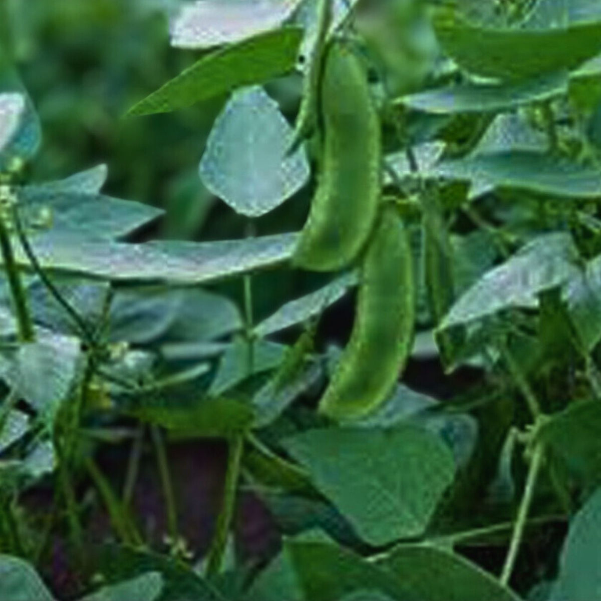 Lima Bean Seeds 20+ Non-GMO Henderson Bush Variety Phaseolus lunatus Healthy Tasting Vegetable Seeds