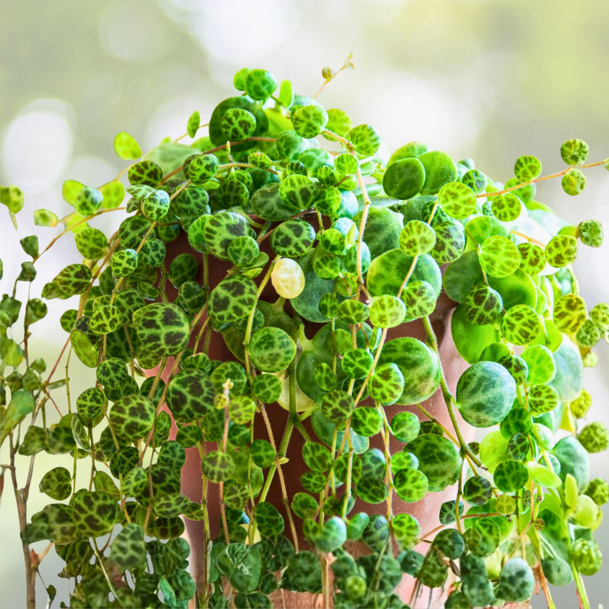 String of Turtles 6" Trailing Succulent | Peperomia Prostrata | Rare Houseplant for Indoor Gardening