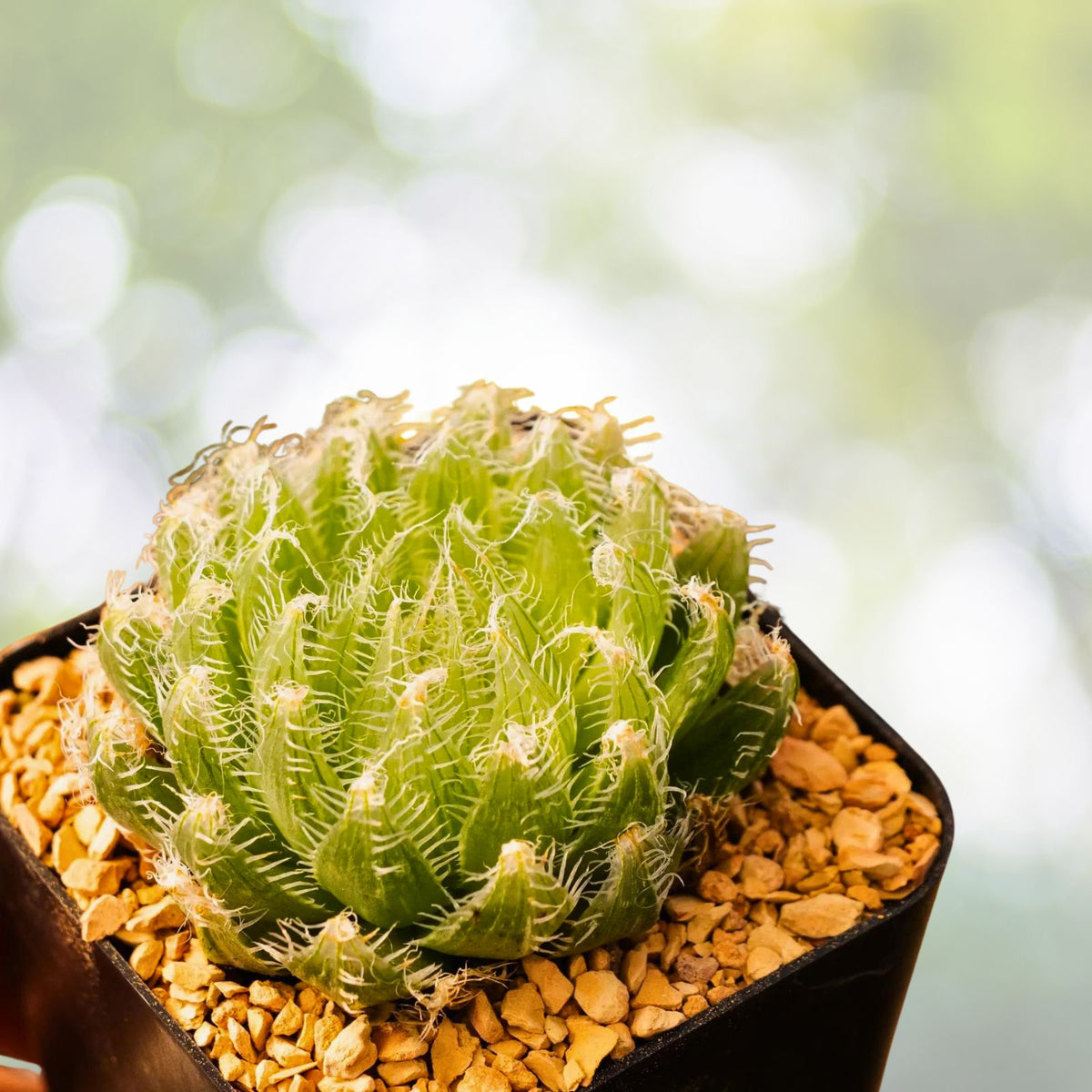 Haworthia Emelyae Succulent in 3" Pot - Fuzzy Green Plant with White Spots - Easy Care Indoor Succulent