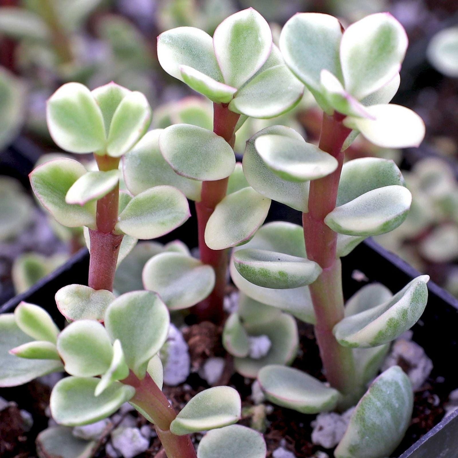 Portulacaria Afra Mammoth Elephant Plant Cuttings Lot – Live Succulent, Easy Care, Indoor/Outdoor, Gift-Ready