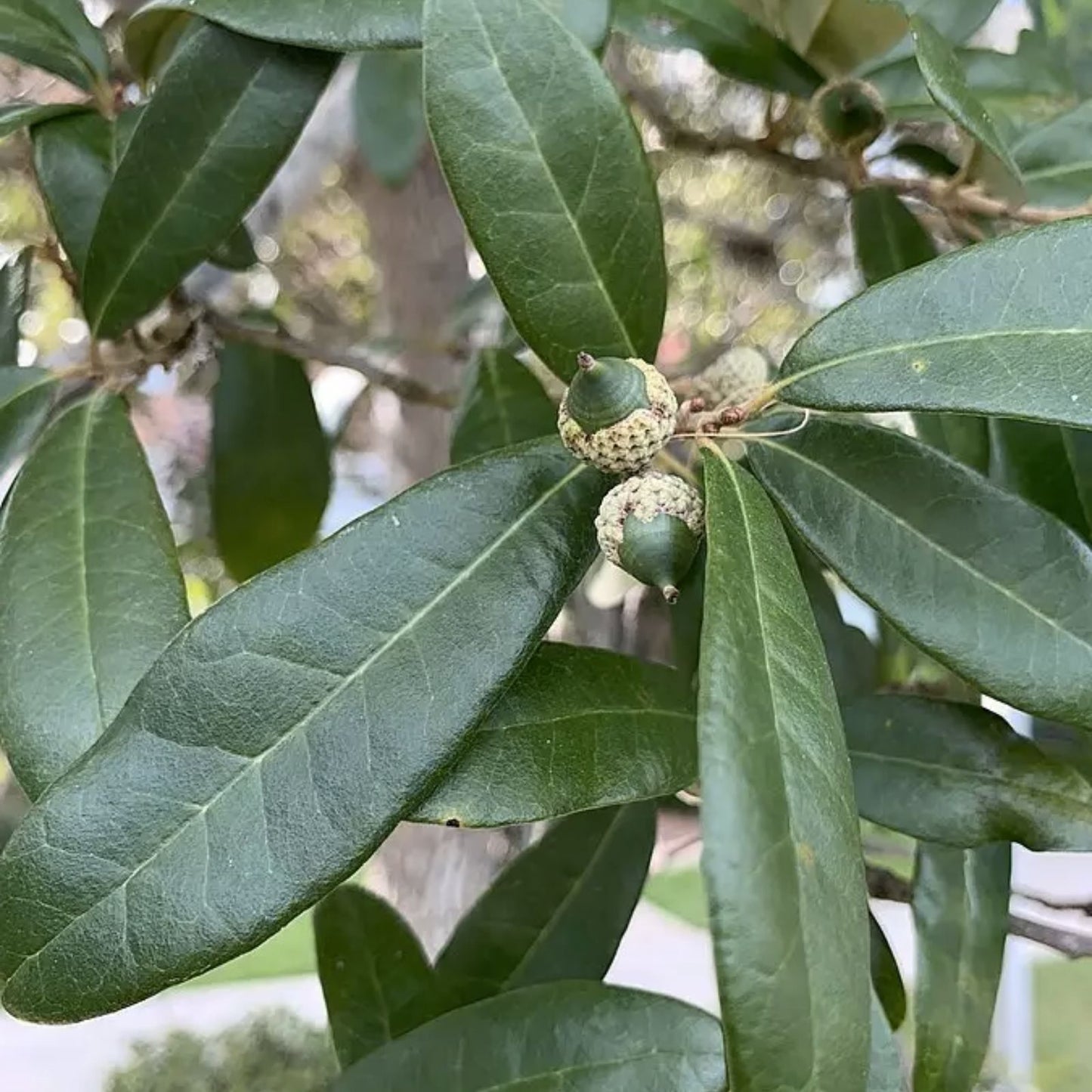 Live Oak Seeds – 5 Large Fresh Quercus virginiana Seeds for Planting – Native Tree Seeds for Gardening and Landscaping