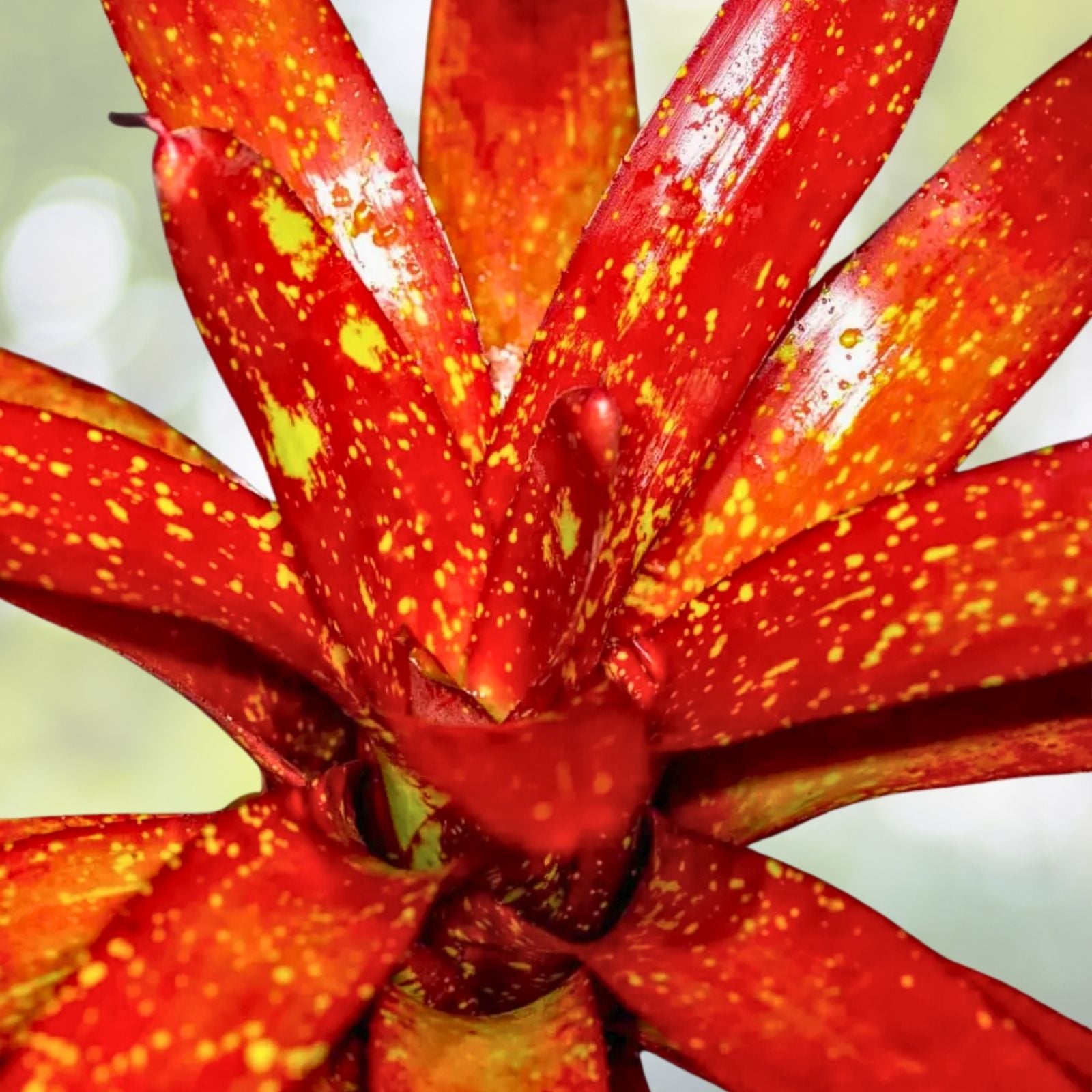 Neoregelia Tango Mango Plant in 6" Pot | Tropical Bromeliad | Neoregelia spp. | Perfect for Home Decor and Gardening