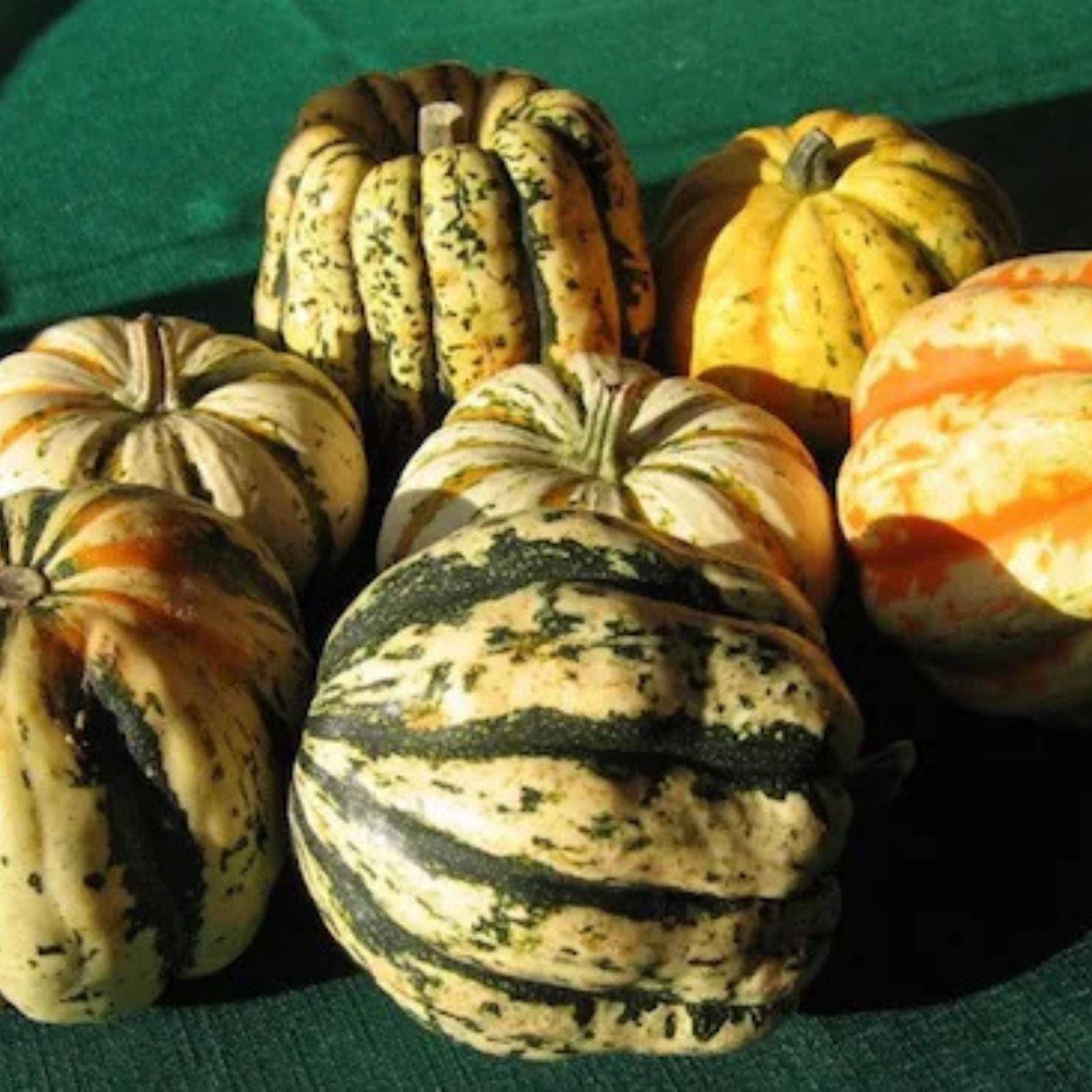 Sweet Dumpling Squash Seeds - 10 Organic Seeds, Cucurbita pepo, USA Grown, Non-GMO, Heirloom, Gourmet Vegetable Seeds